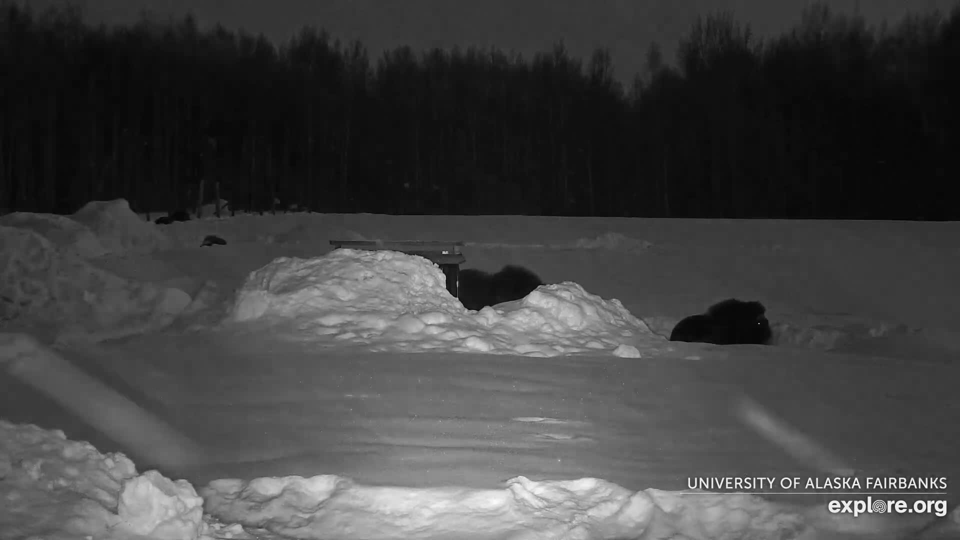 University of Alaska Fairbanks Large Animal Research Station Musk Ox Farm Live Cam - Musk Ox, College, Fairbanks North Star, Alaska, USA