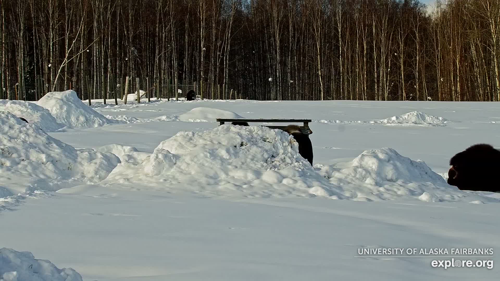 University of Alaska Fairbanks Large Animal Research Station Musk Ox Farm Live Cam - Musk Ox, College, Fairbanks North Star, Alaska, USA