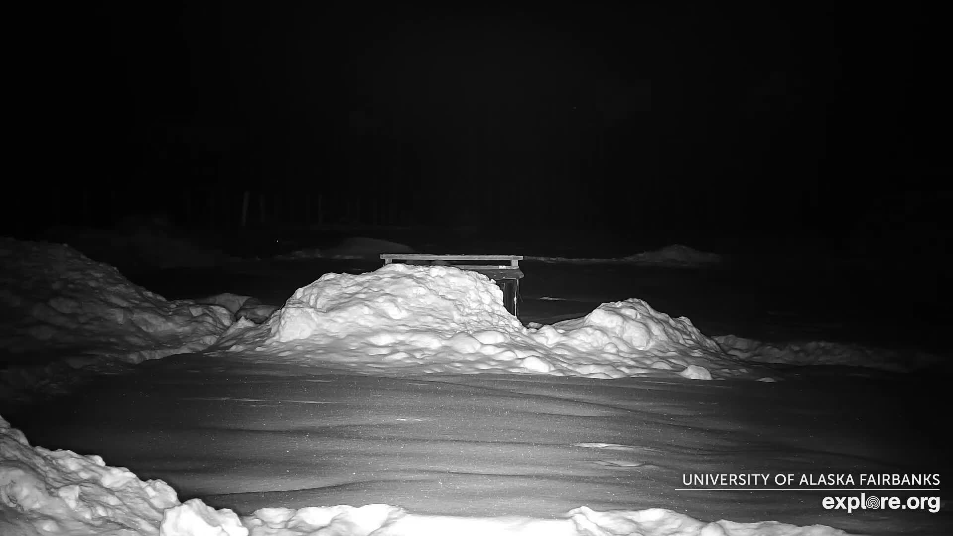 University of Alaska Fairbanks Large Animal Research Station Musk Ox Farm Live Cam - Musk Ox, College, Fairbanks North Star, Alaska, USA
