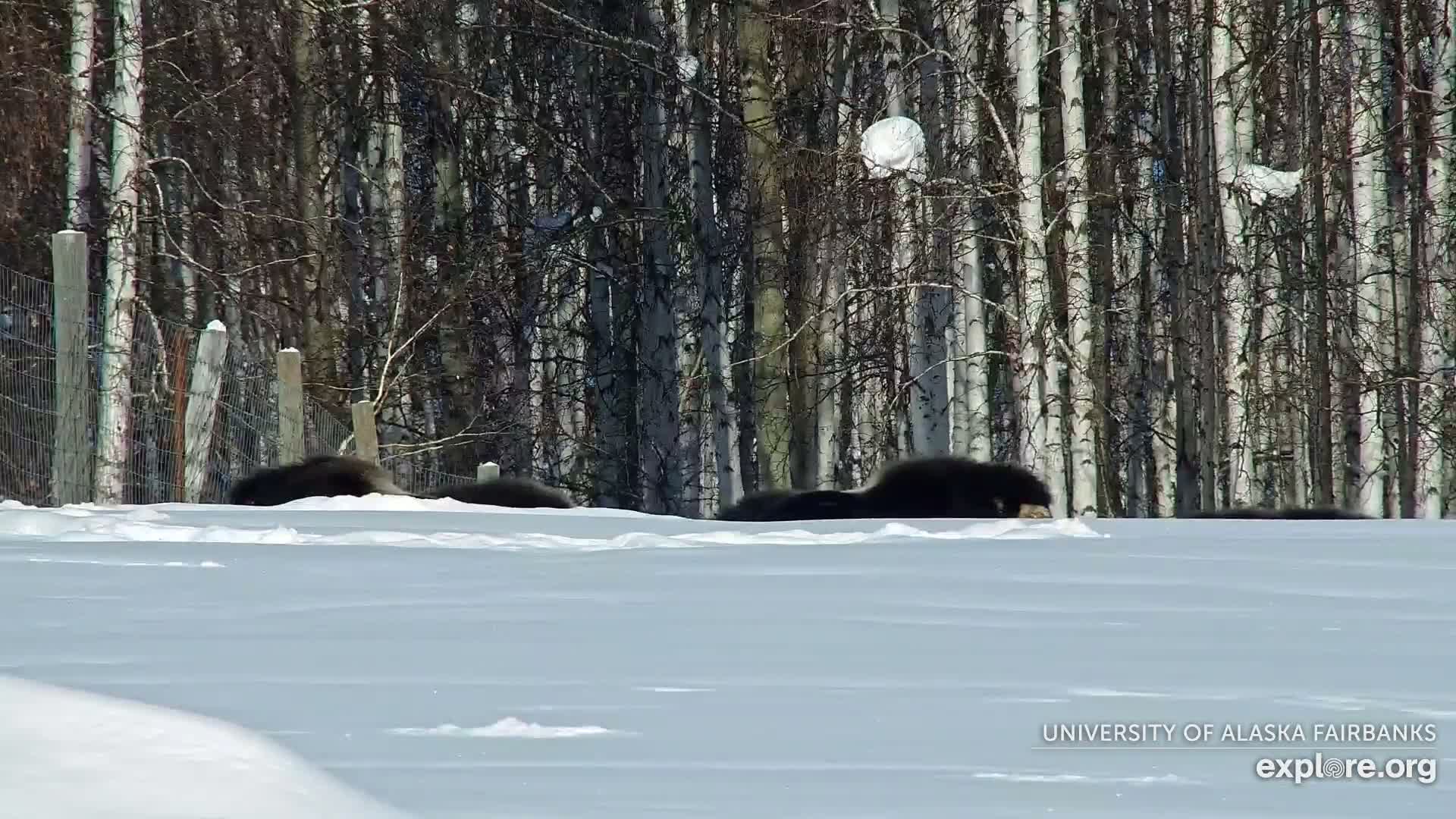 University of Alaska Fairbanks Large Animal Research Station Musk Ox Farm Live Cam - Musk Ox, College, Fairbanks North Star, Alaska, USA