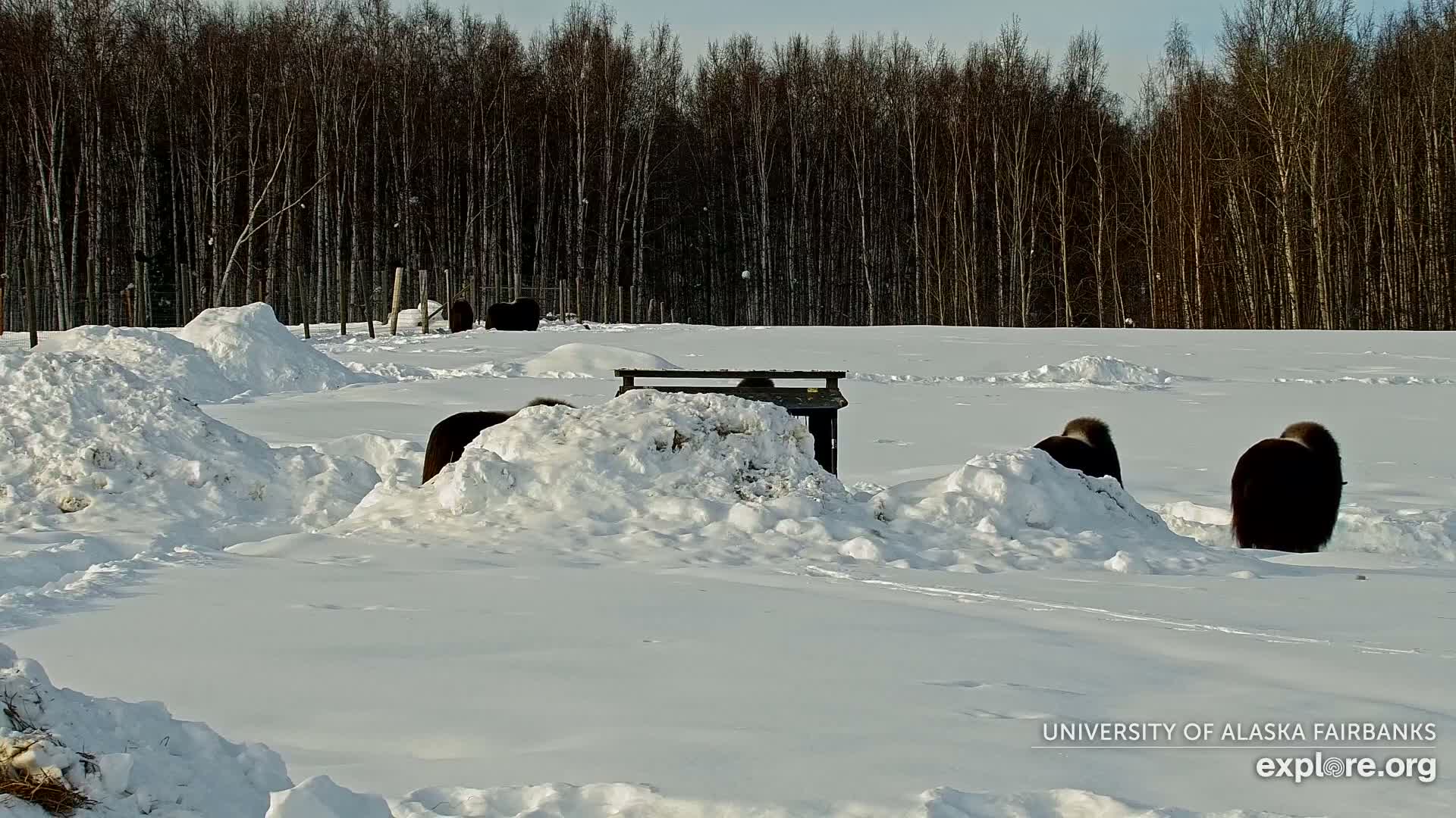 University of Alaska Fairbanks Large Animal Research Station Musk Ox Farm Live Cam - Musk Ox, College, Fairbanks North Star, Alaska, USA
