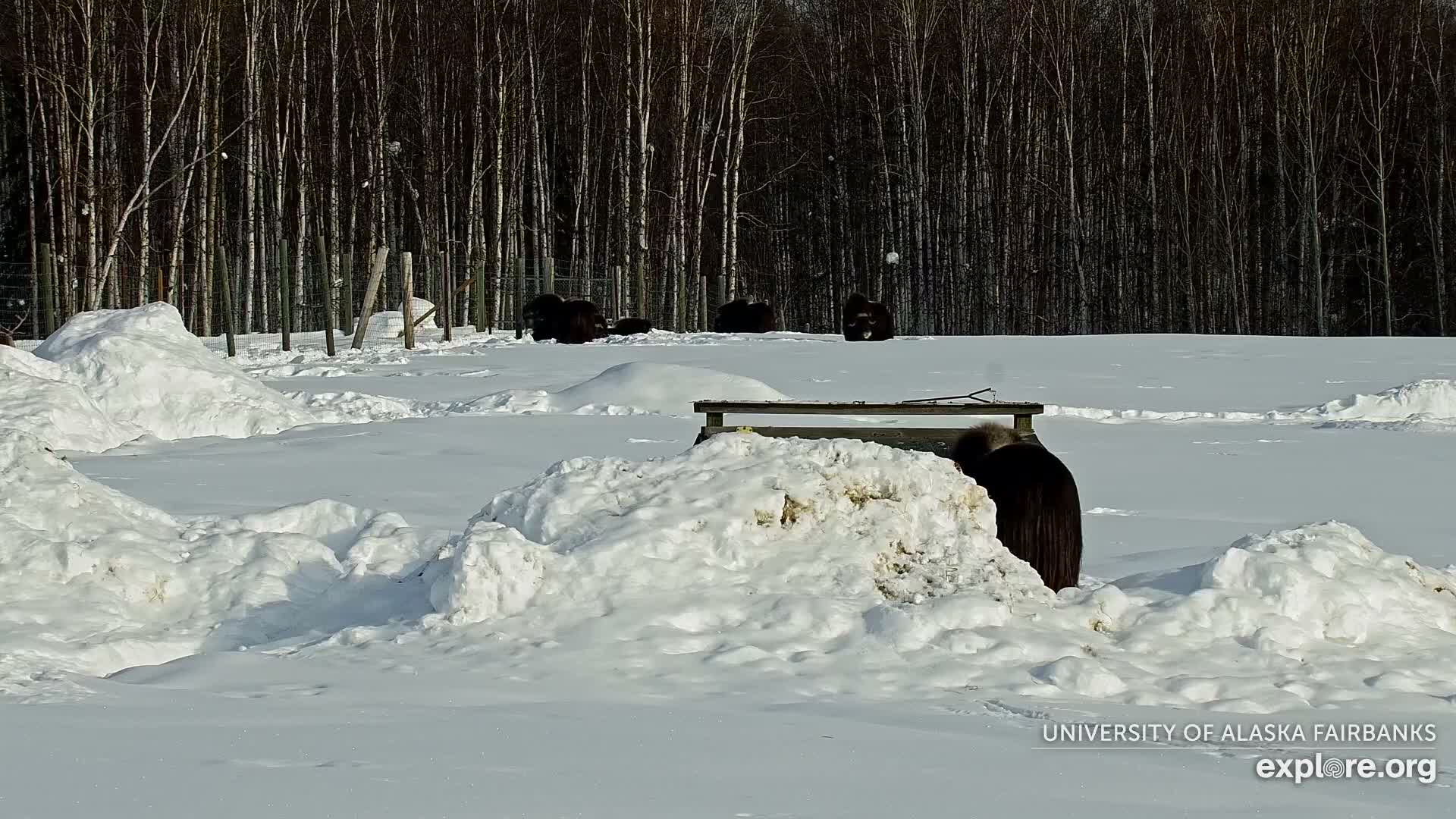 University of Alaska Fairbanks Large Animal Research Station Musk Ox Farm Live Cam - Musk Ox, College, Fairbanks North Star, Alaska, USA