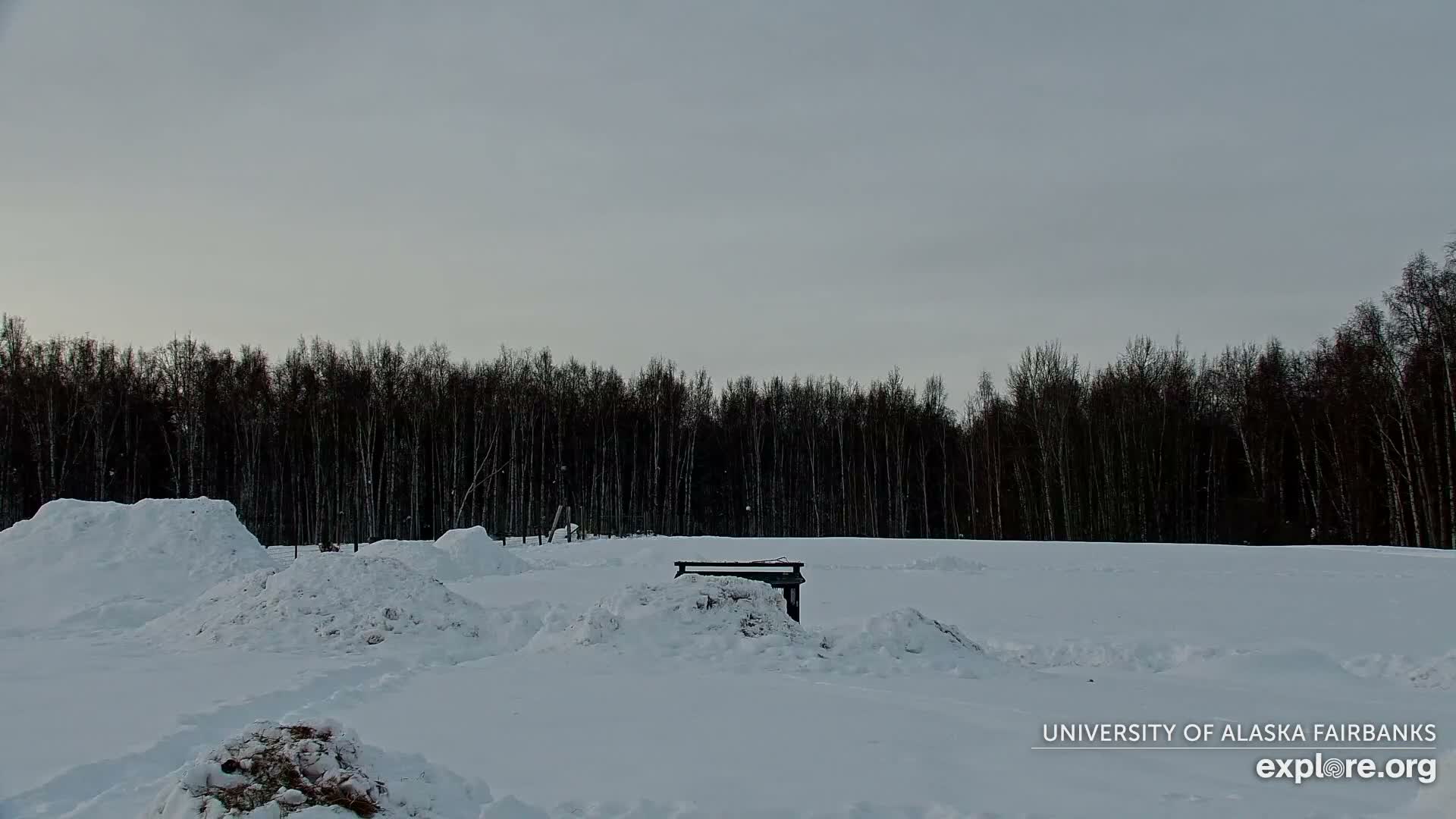 University of Alaska Fairbanks Large Animal Research Station Musk Ox Farm Live Cam - Musk Ox, College, Fairbanks North Star, Alaska, USA
