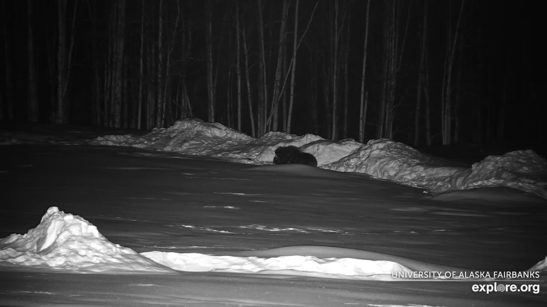 University of Alaska Fairbanks Large Animal Research Station Musk Ox Farm Live Cam - Musk Ox, College, Fairbanks North Star, Alaska, USA