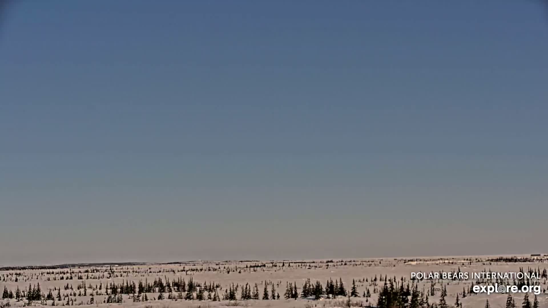 A flat, snow-covered landscape dotted with sparse, dark evergreen trees stretches to a clear, light blue sky under bright, sunny conditions.