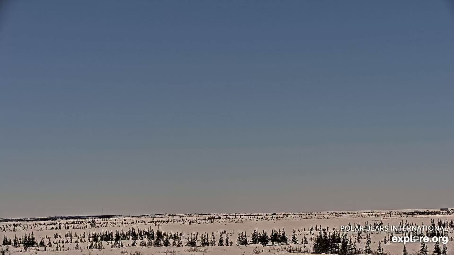 A snow-covered, sparsely forested plain stretches to a clear, light blue sky under bright daylight conditions.