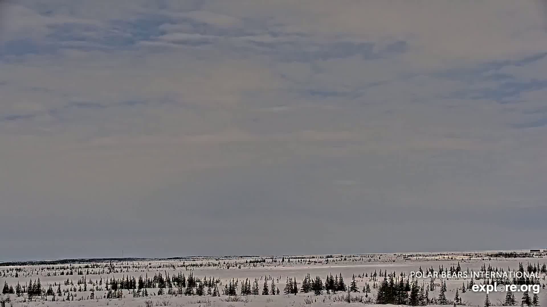 A flat, snow-covered landscape with sparsely scattered evergreen trees stretches to a horizon under a mostly cloudy, light gray sky.
