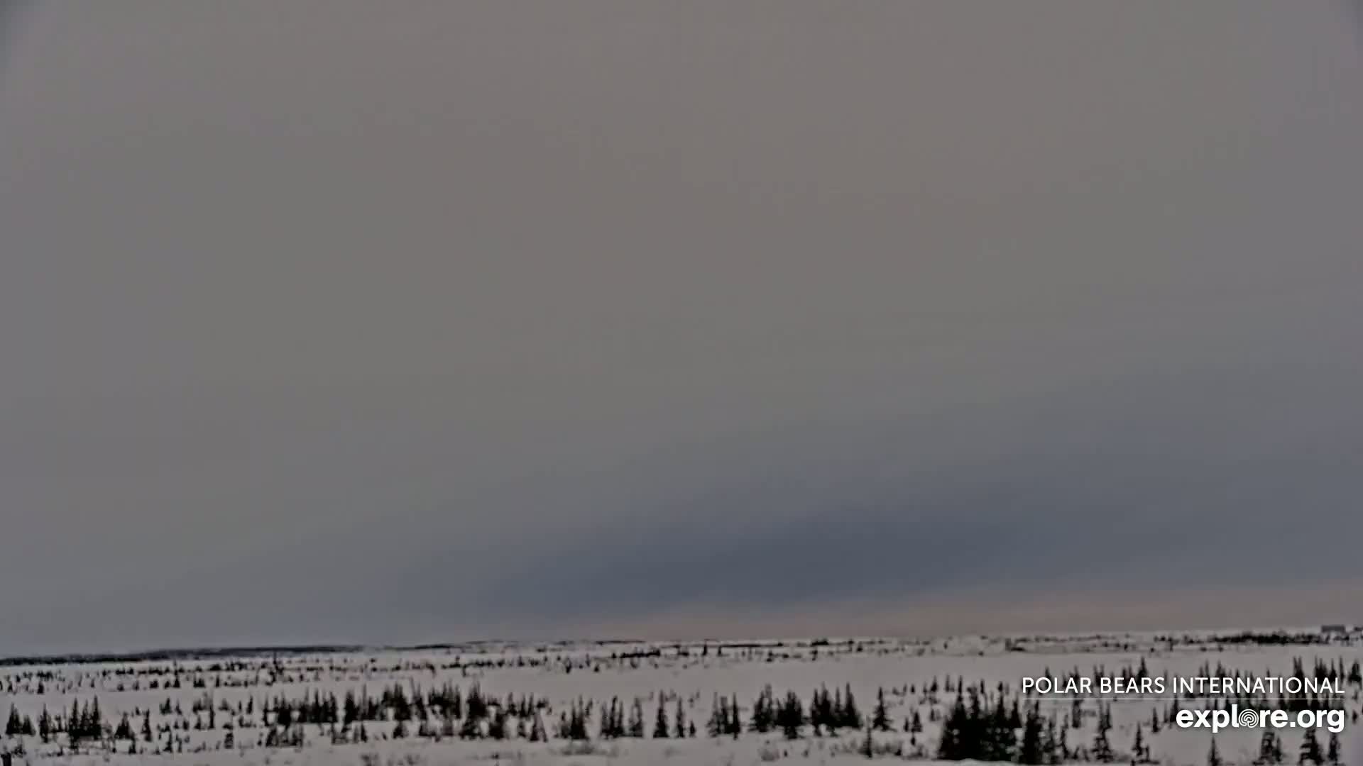 A snow-covered, flat landscape with sparsely distributed evergreen trees stretches under an overcast, gray sky.