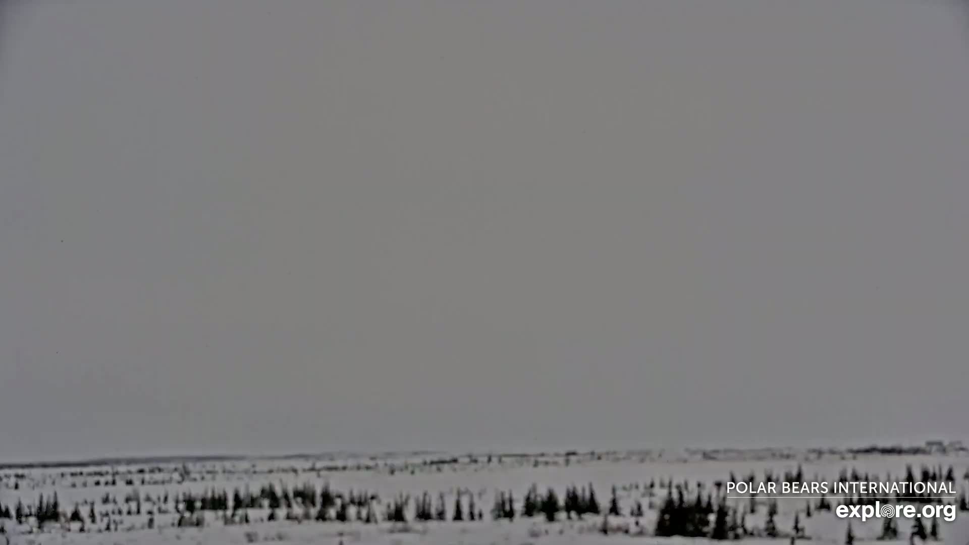 A snow-covered, flat expanse of land with sparse, dark evergreen trees under an overcast sky.