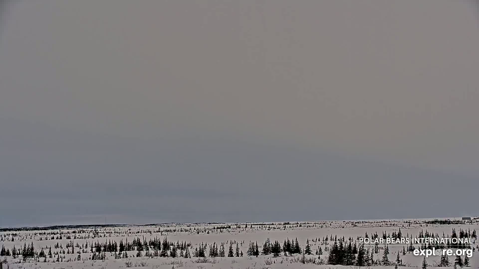 A snow-covered, flat landscape with sparse, dark evergreen trees under a mostly cloudy, pale gray sky.