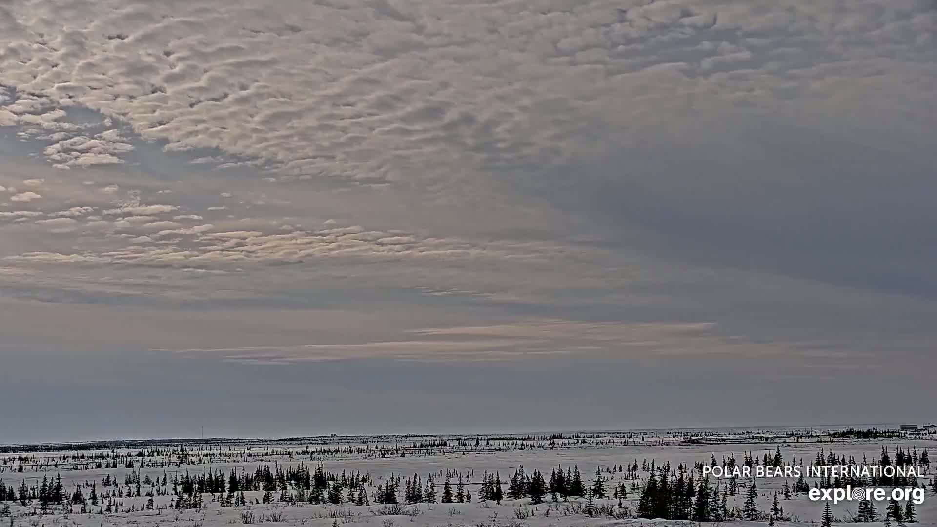 A mostly cloudy sky covers a snow-covered landscape of low-lying evergreen trees and a distant body of water.