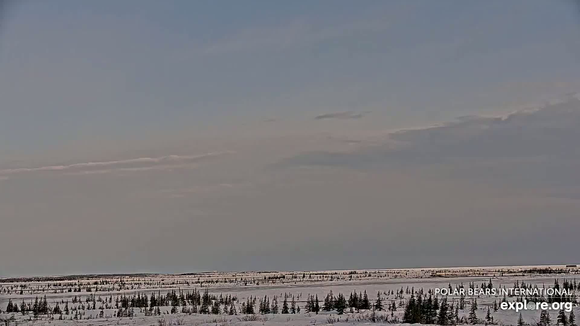 A snow-covered, flat landscape with sparsely distributed evergreen trees stretches to a pale horizon under a mostly clear, light gray sky.