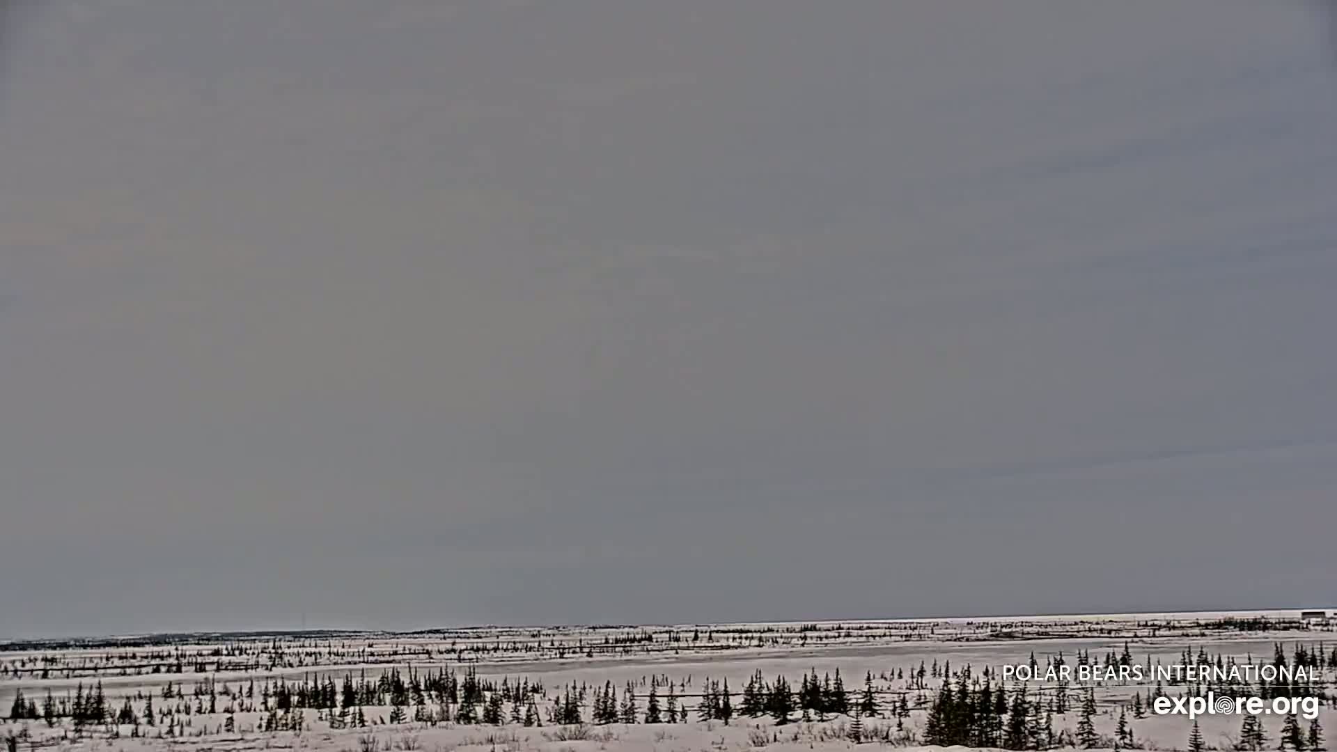 A snow-covered, flat expanse of land dotted with sparse, dark evergreen trees stretches to a pale, overcast sky.