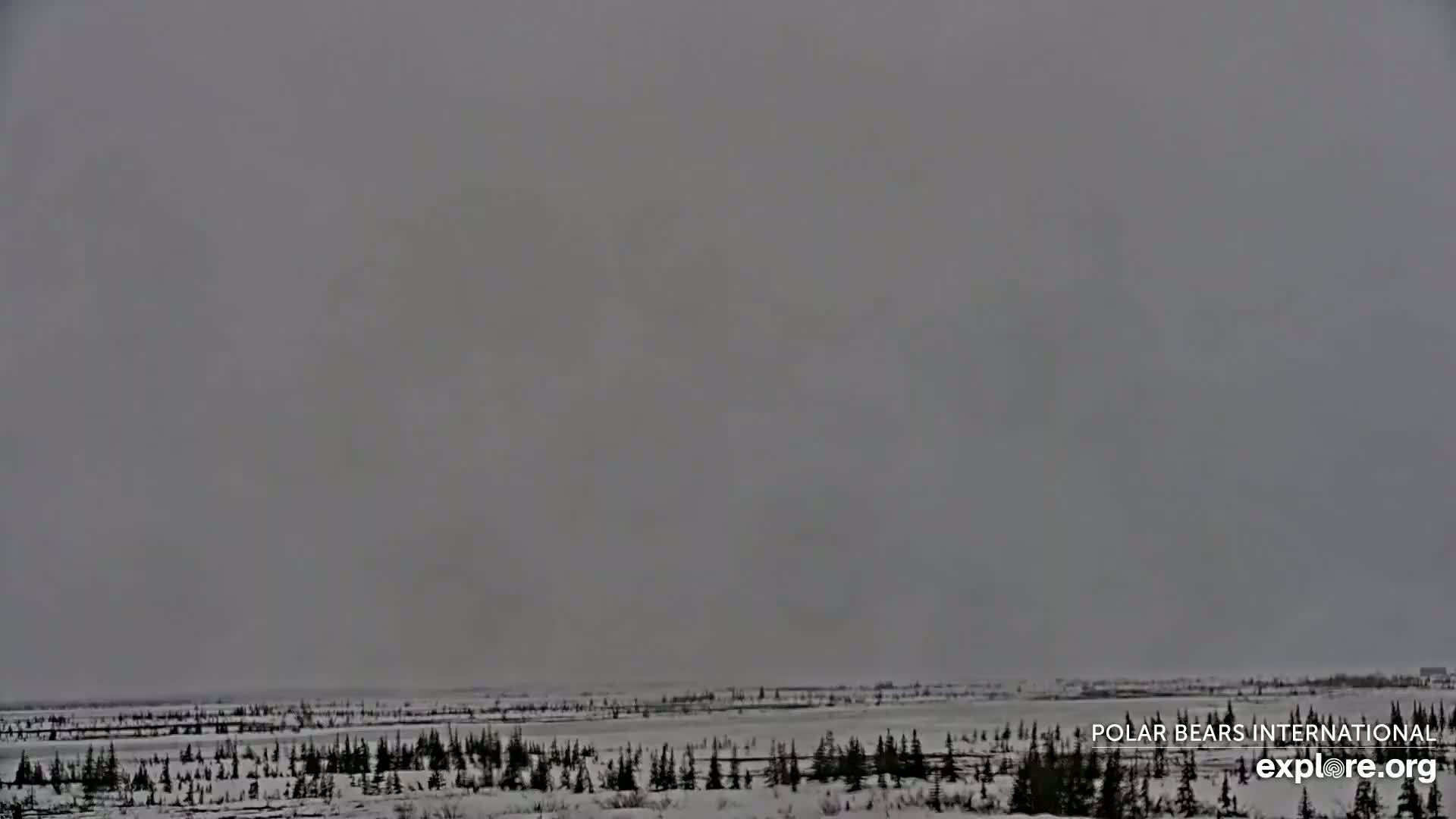 A flat, snow-covered landscape with sparse, dark evergreen trees stretches to a gray, overcast sky under heavy snowfall.