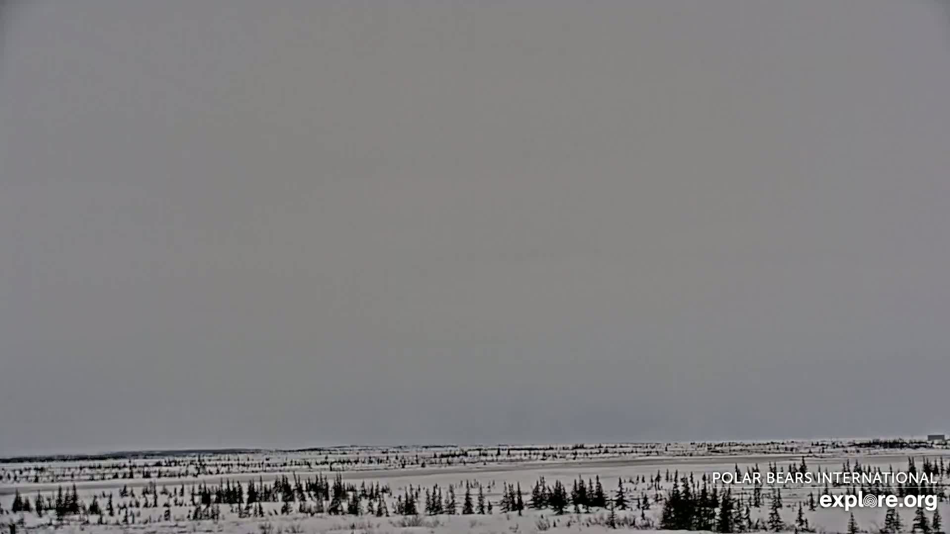 A flat, snow-covered landscape with sparse, dark evergreen trees stretches to a gray, overcast sky.