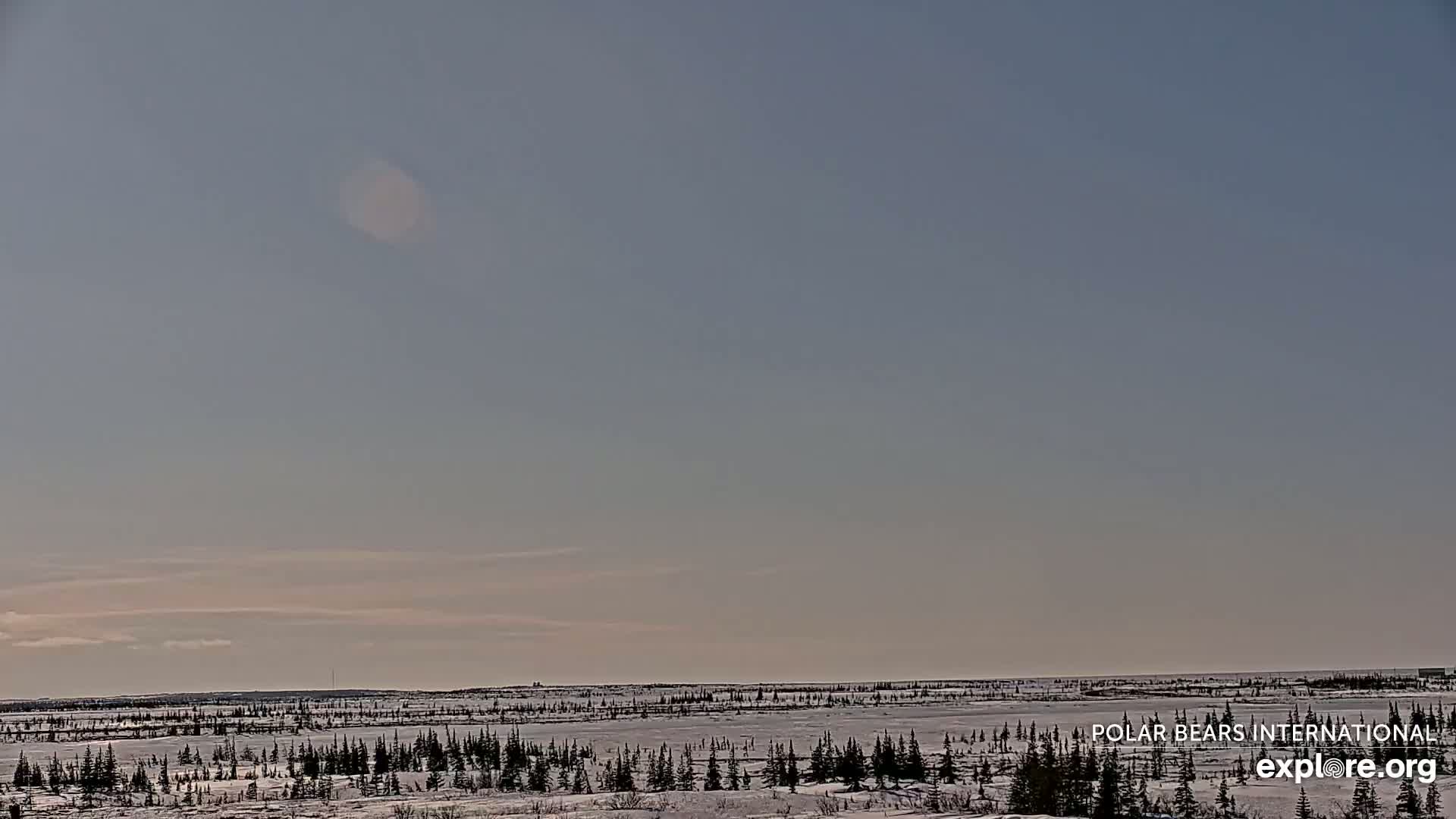 A flat, snow-covered landscape with sparse, dark evergreen trees under a pale, clear sky.