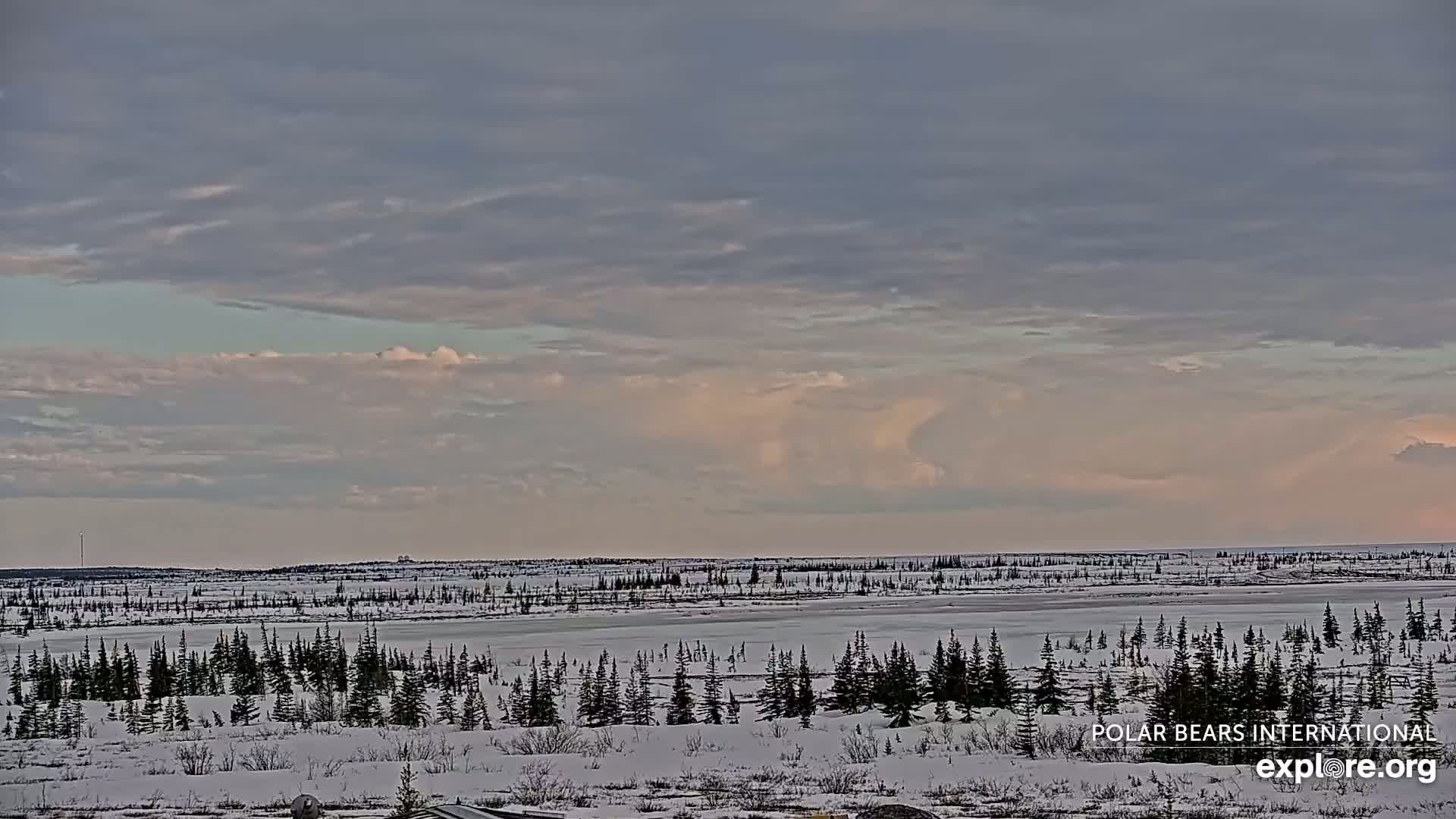 A snow-covered, flat landscape with sparse evergreen trees stretches to a frozen body of water under a mostly cloudy, pale sky.
