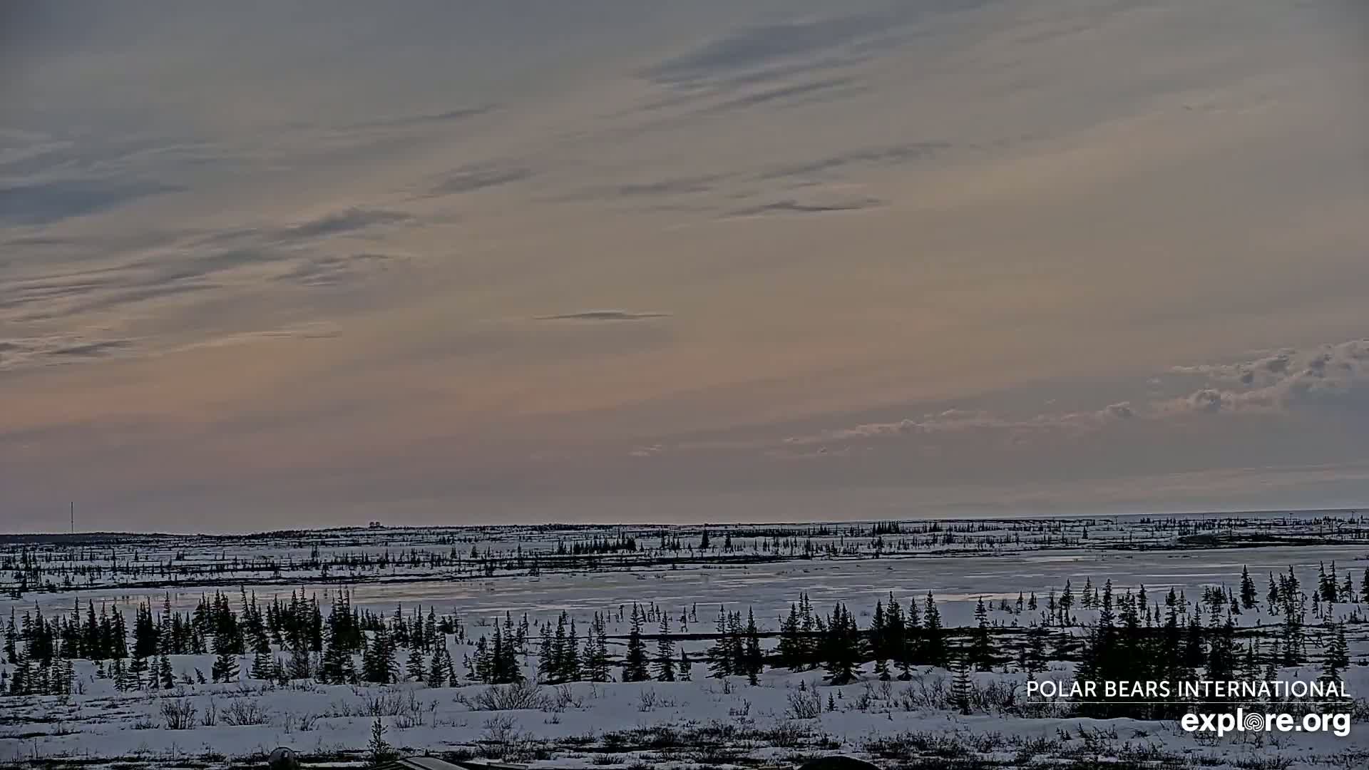 A snow-covered, flat expanse of land dotted with evergreen trees stretches to a partially frozen body of water under a cloudy, pale sky.