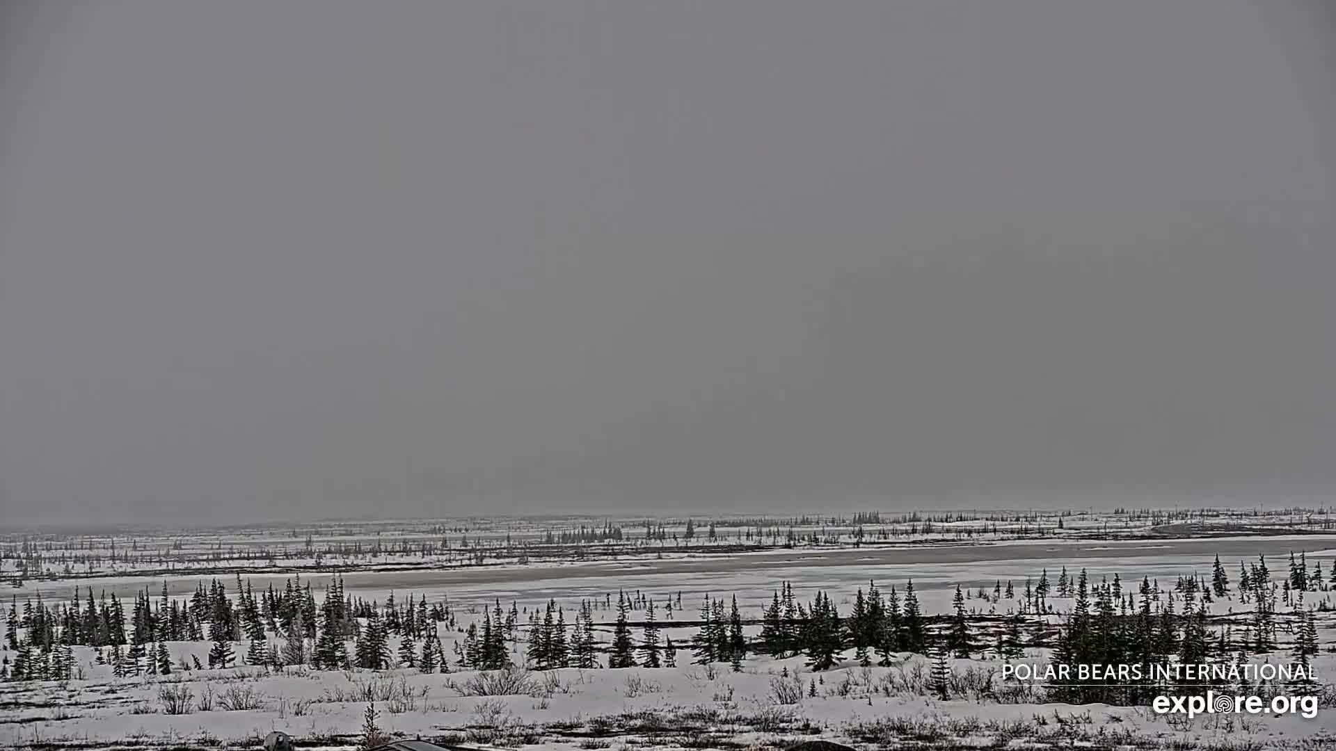 A flat, snow-covered landscape with sparse, dark evergreen trees stretches to a frozen, light-grey body of water under an overcast sky.