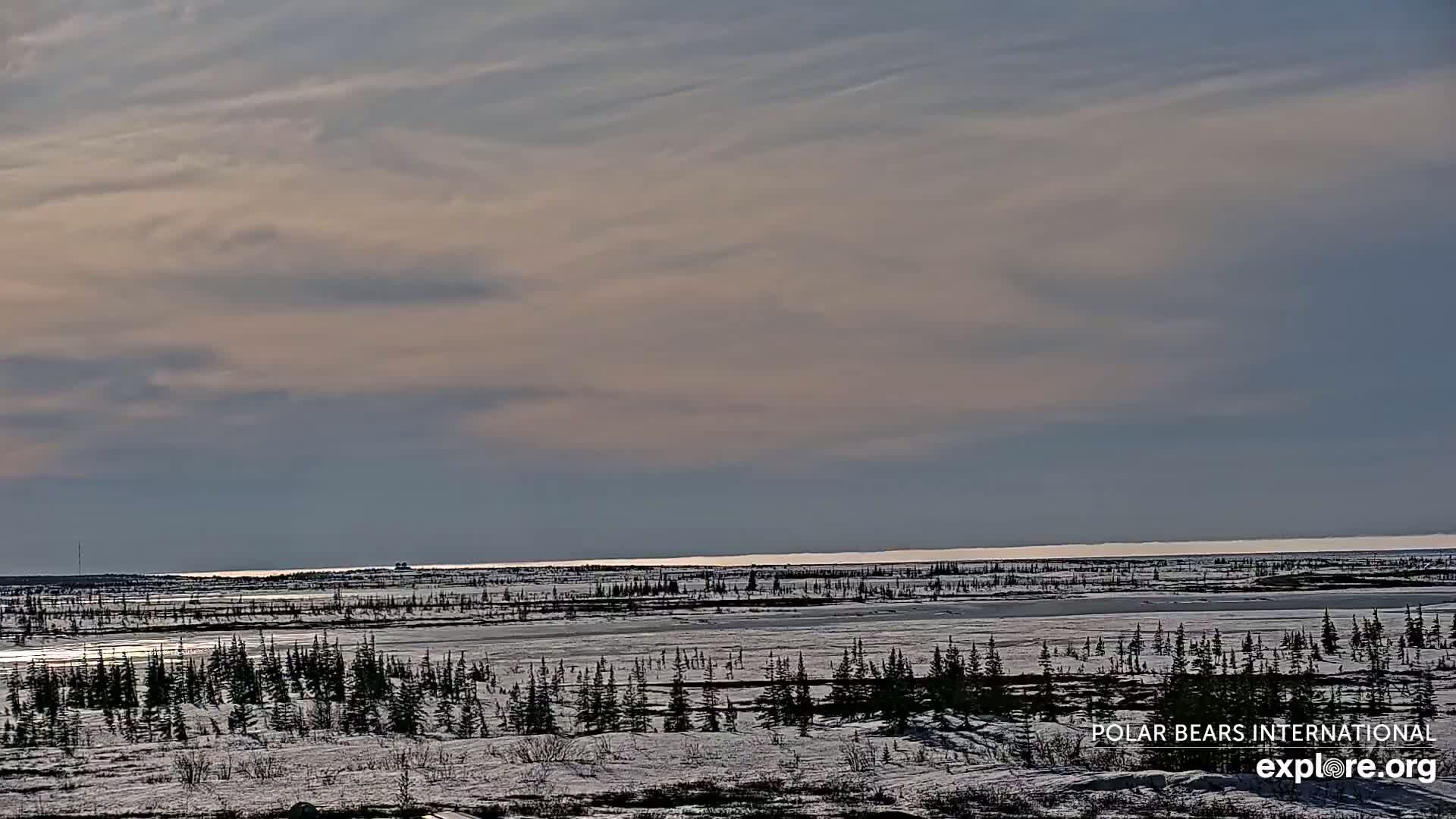 A snow-covered, flat landscape with scattered evergreen trees extends to a calm, distant body of water under a pale, cloudy sky.