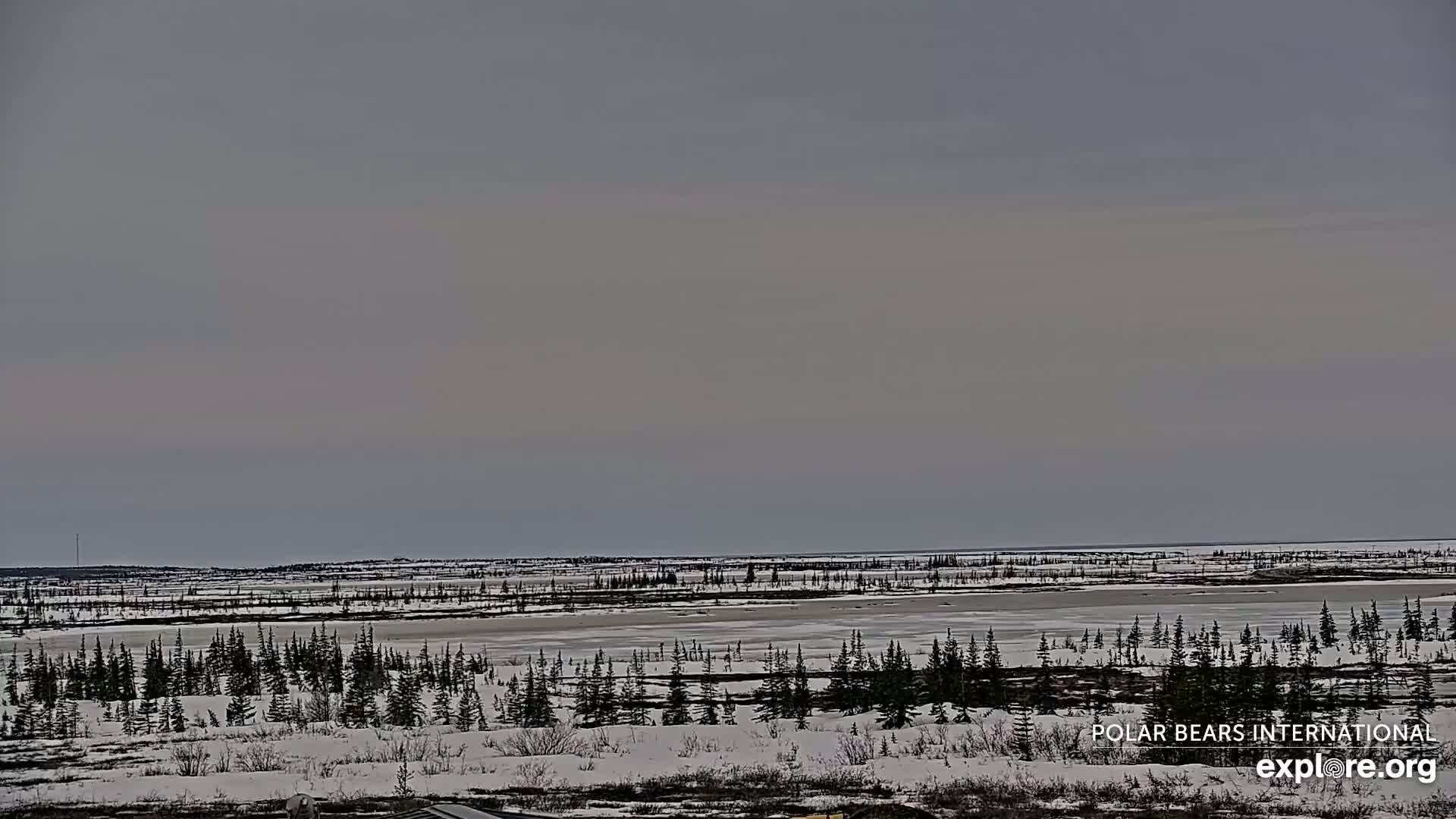 A snow-covered, flat landscape with a partially frozen lake and evergreen trees under an overcast sky.