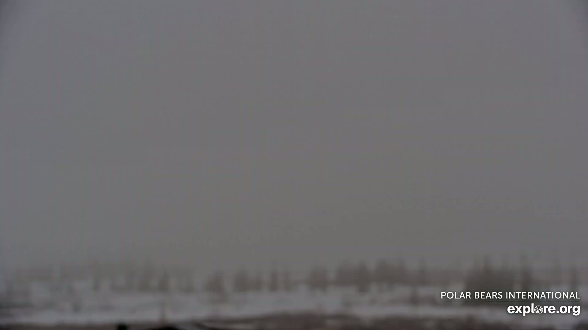 A blurry, snow-filled landscape shows a line of trees in the distance under a gray, overcast sky.
