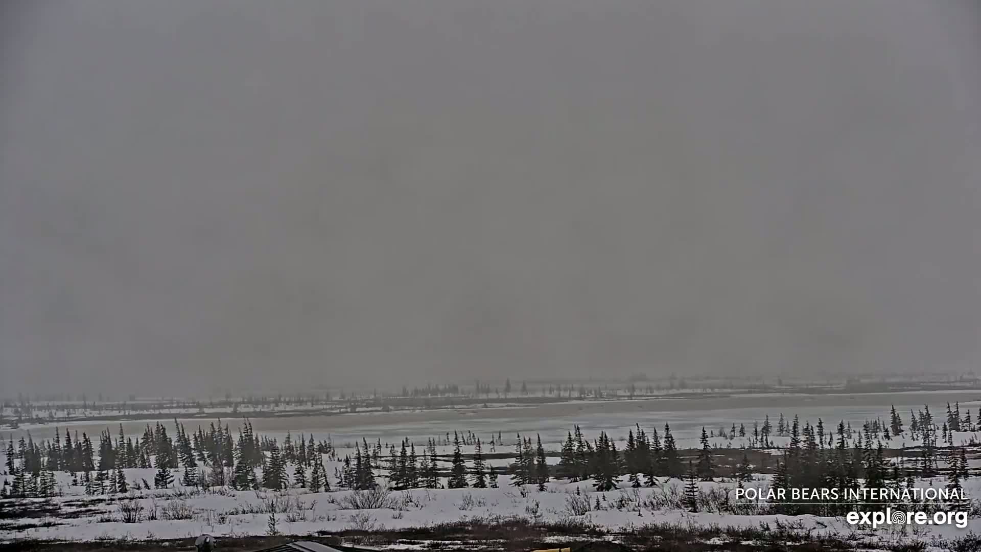 Churchill Marine Observatory, Northern Lights / Aurora Borealis / Stars View Live Cam - Churchill, Division No. 23, Northern Manitoba, Manitoba, Canada 