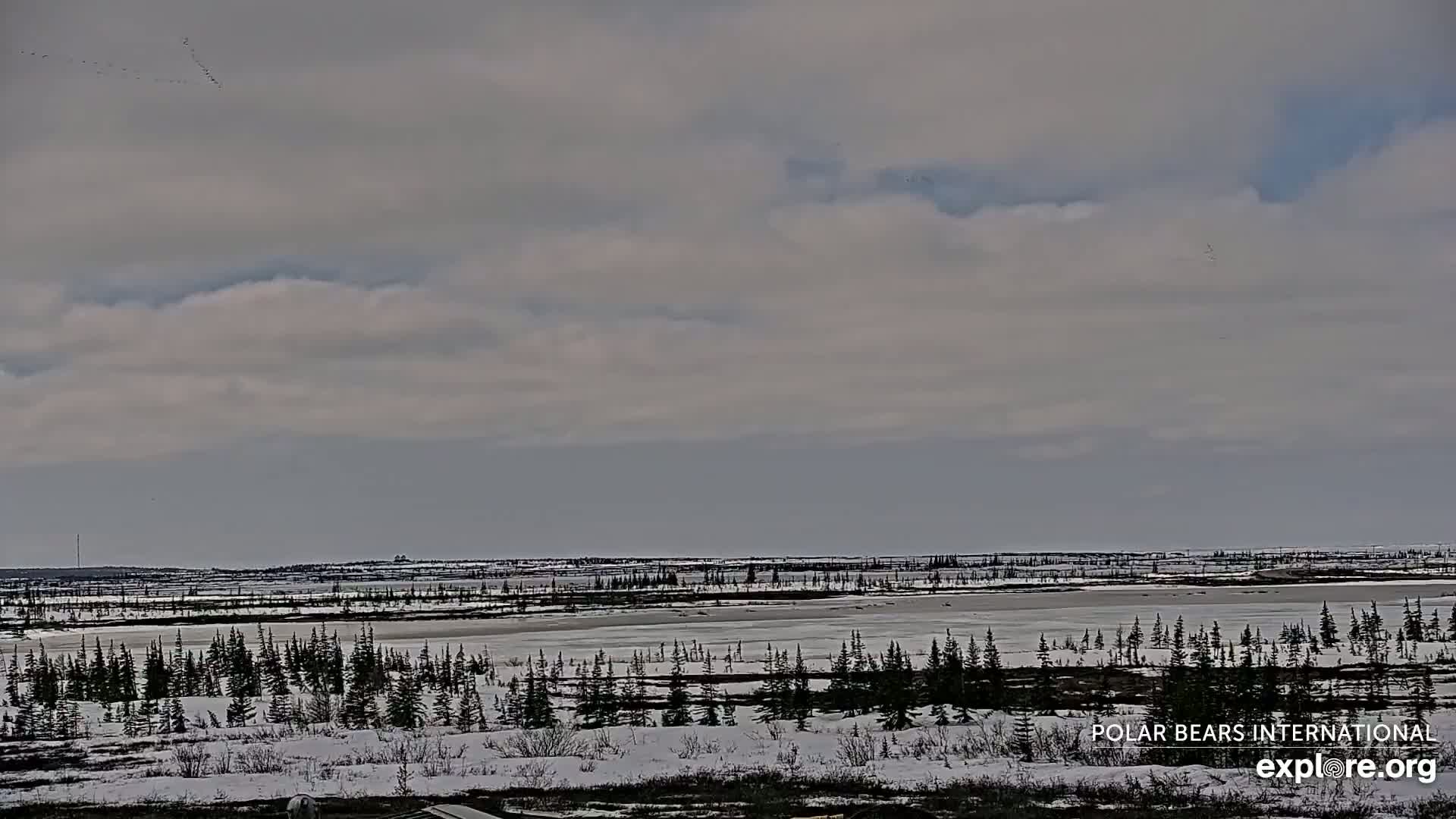 A mostly cloudy sky hangs over a snow-covered landscape of low-lying evergreen trees and a partially frozen body of water.