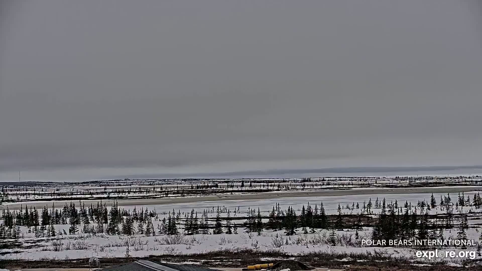 A snow-covered, flat landscape with evergreen trees and a partially frozen body of water stretches to a gray, overcast sky.