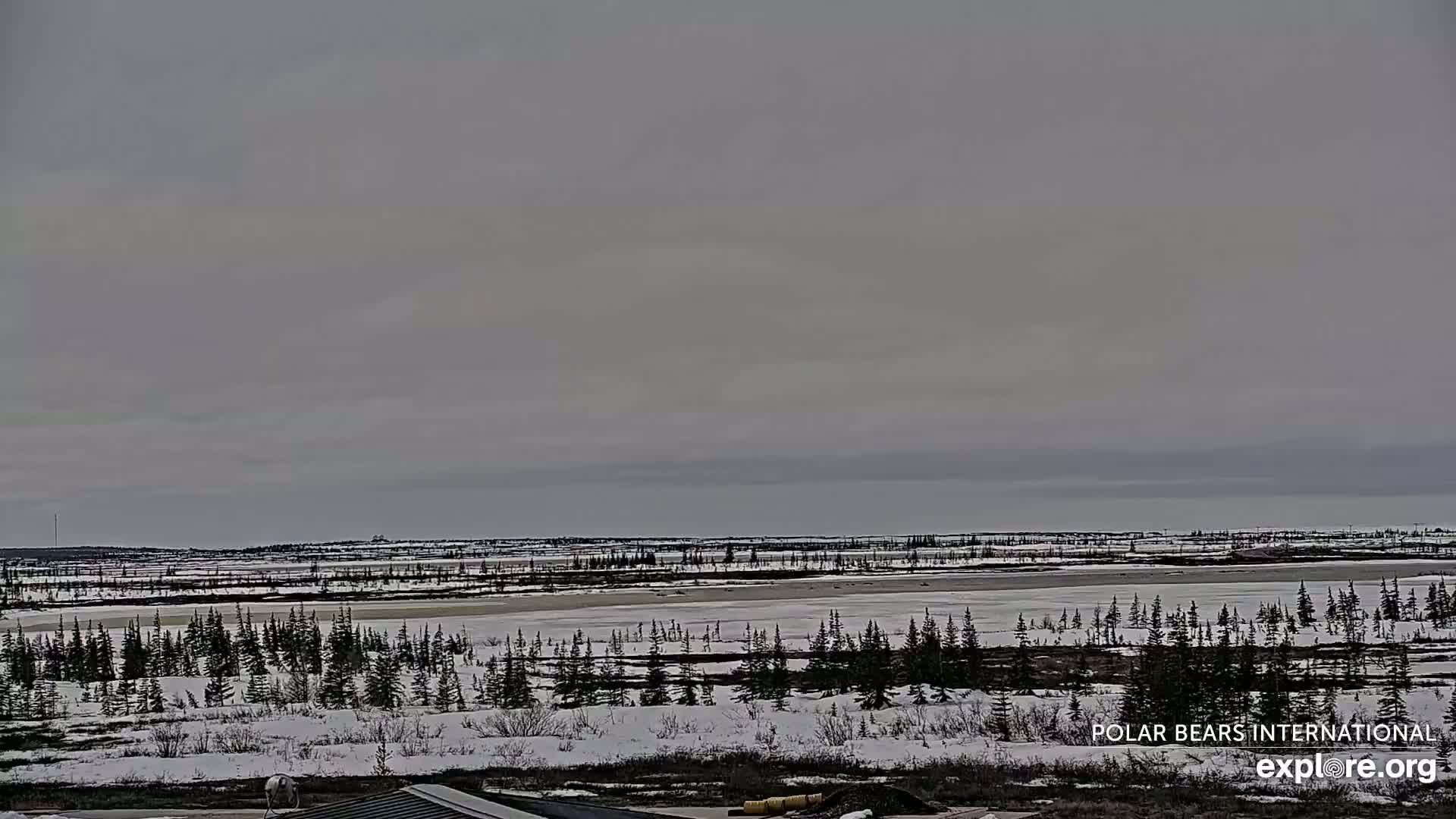 Churchill Marine Observatory, Northern Lights / Aurora Borealis / Stars View Live Cam - Churchill, Division No. 23, Northern Manitoba, Manitoba, Canada 