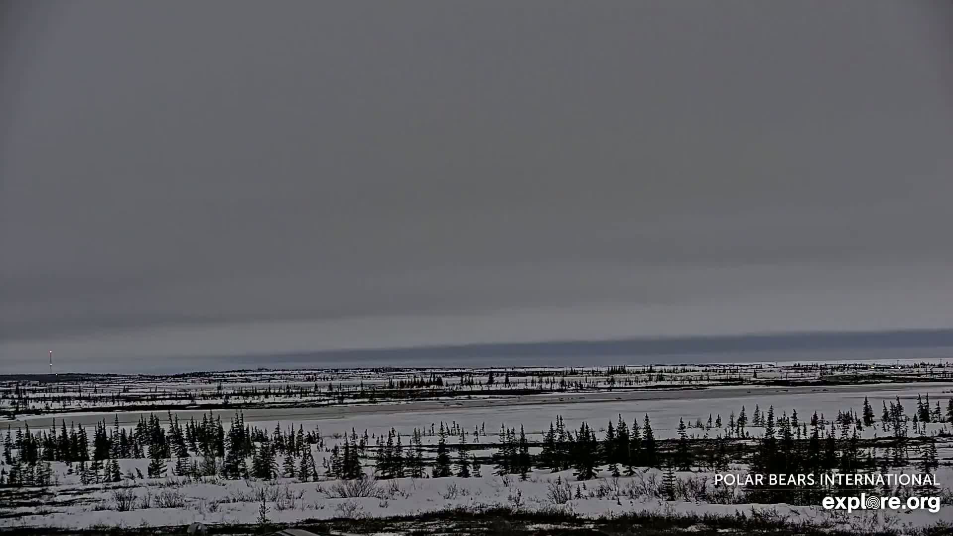 A snow-covered, flat landscape with sparse evergreen trees stretches to a frozen body of water under an overcast sky.