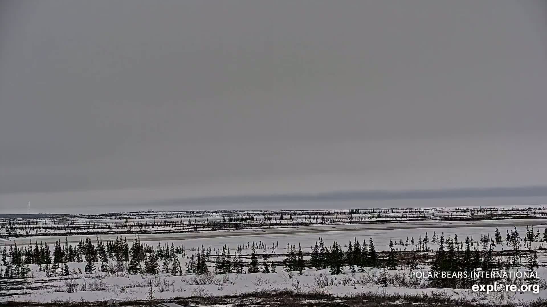 A snow-covered, flat landscape with dark evergreen trees and a frozen body of water stretches to a muted gray horizon under an overcast sky.
