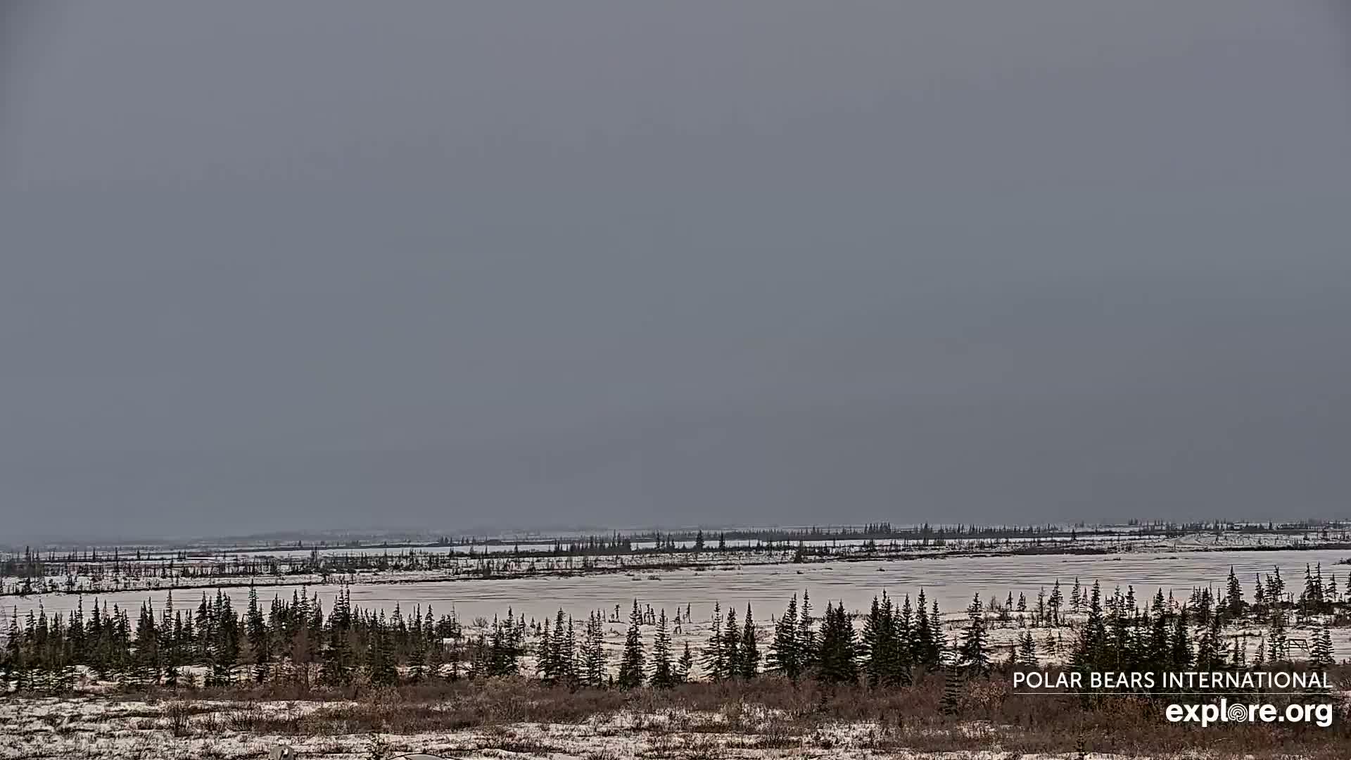 Churchill Marine Observatory, Northern Lights / Aurora Borealis / Stars View Live Cam - Churchill, Division No. 23, Northern Manitoba, Manitoba, Canada 