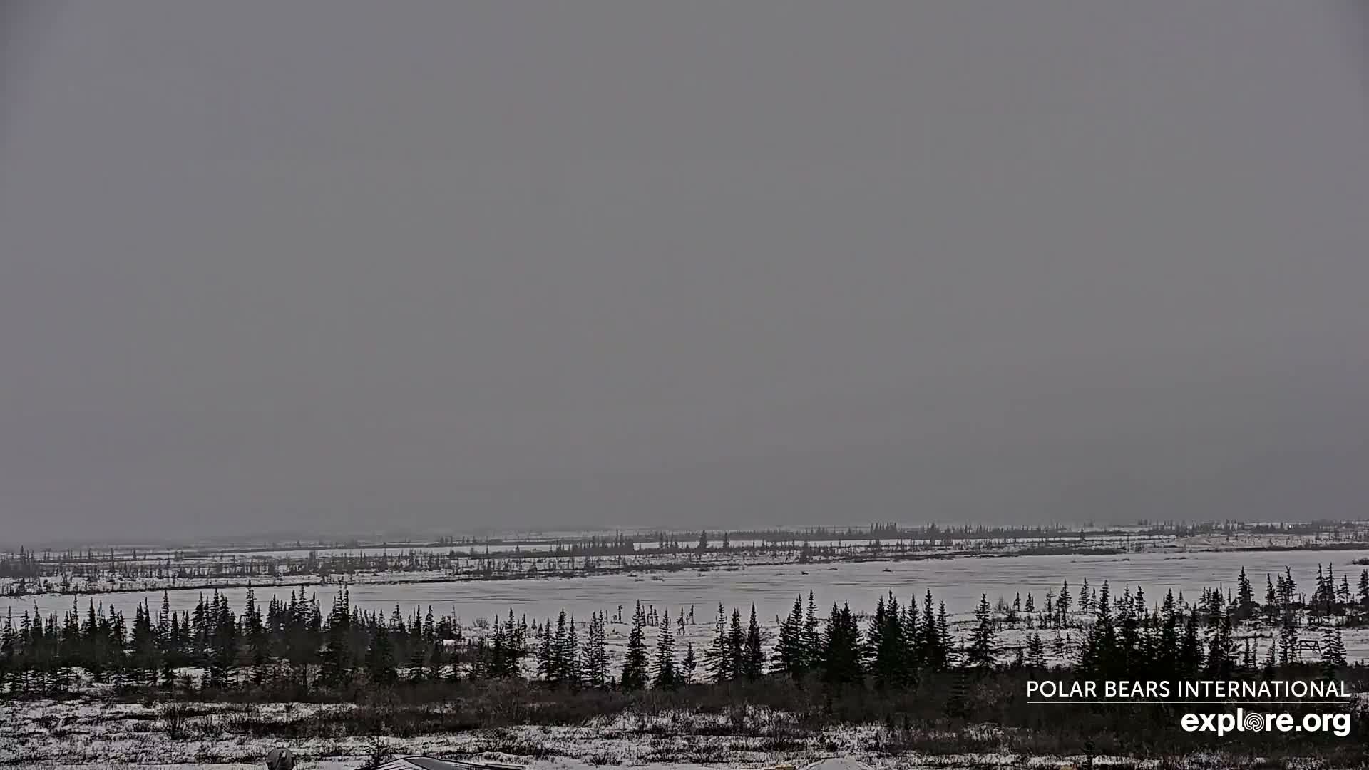 Churchill Marine Observatory, Northern Lights / Aurora Borealis / Stars View Live Cam - Churchill, Division No. 23, Northern Manitoba, Manitoba, Canada 