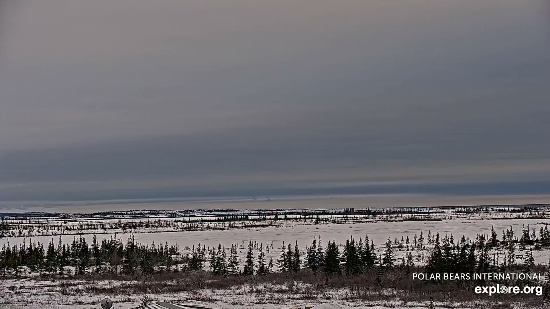 Churchill Marine Observatory, Northern Lights / Aurora Borealis / Stars View Live Cam - Churchill, Division No. 23, Northern Manitoba, Manitoba, Canada 