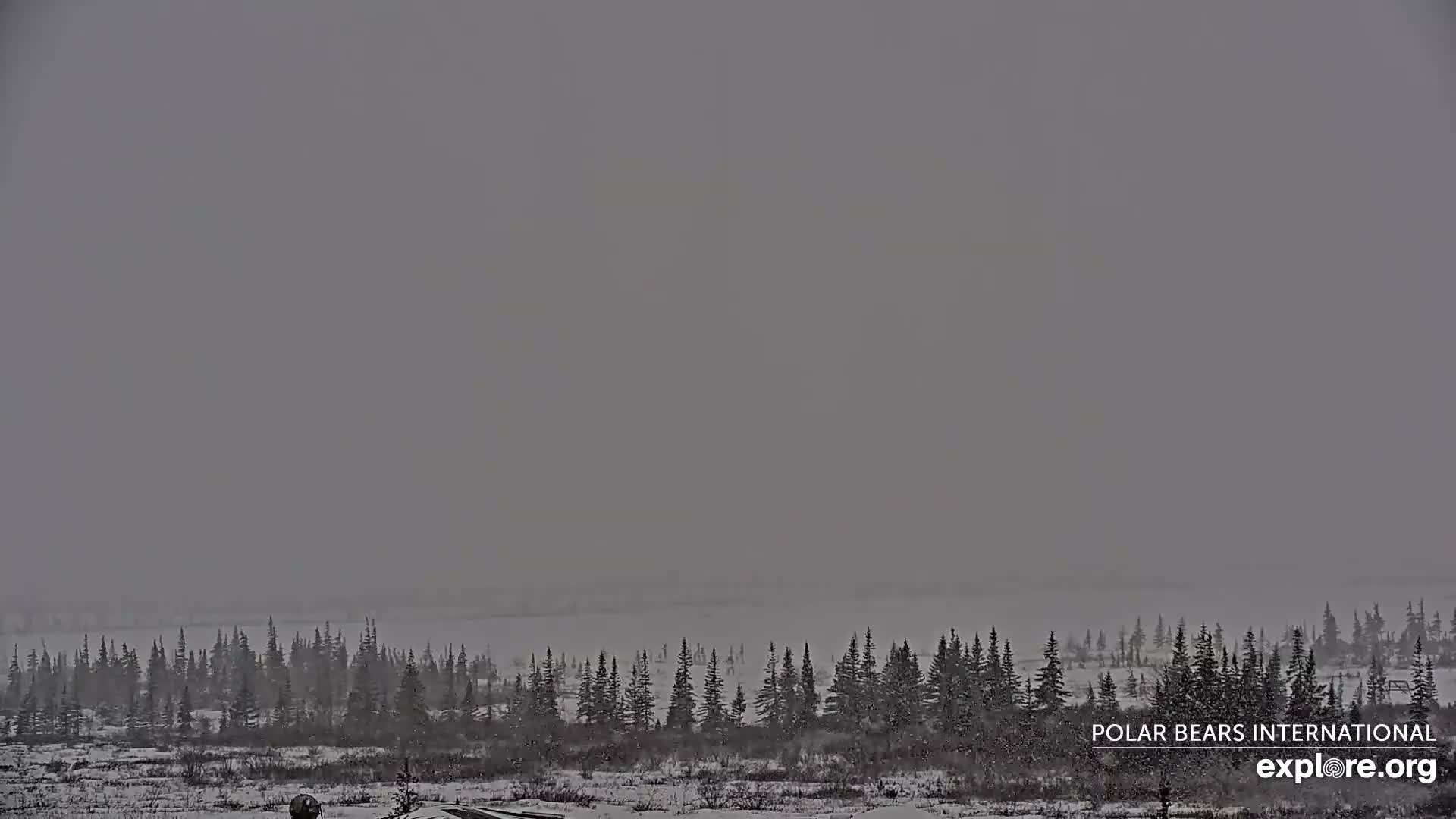 Churchill Marine Observatory, Northern Lights / Aurora Borealis / Stars View Live Cam - Churchill, Division No. 23, Northern Manitoba, Manitoba, Canada 