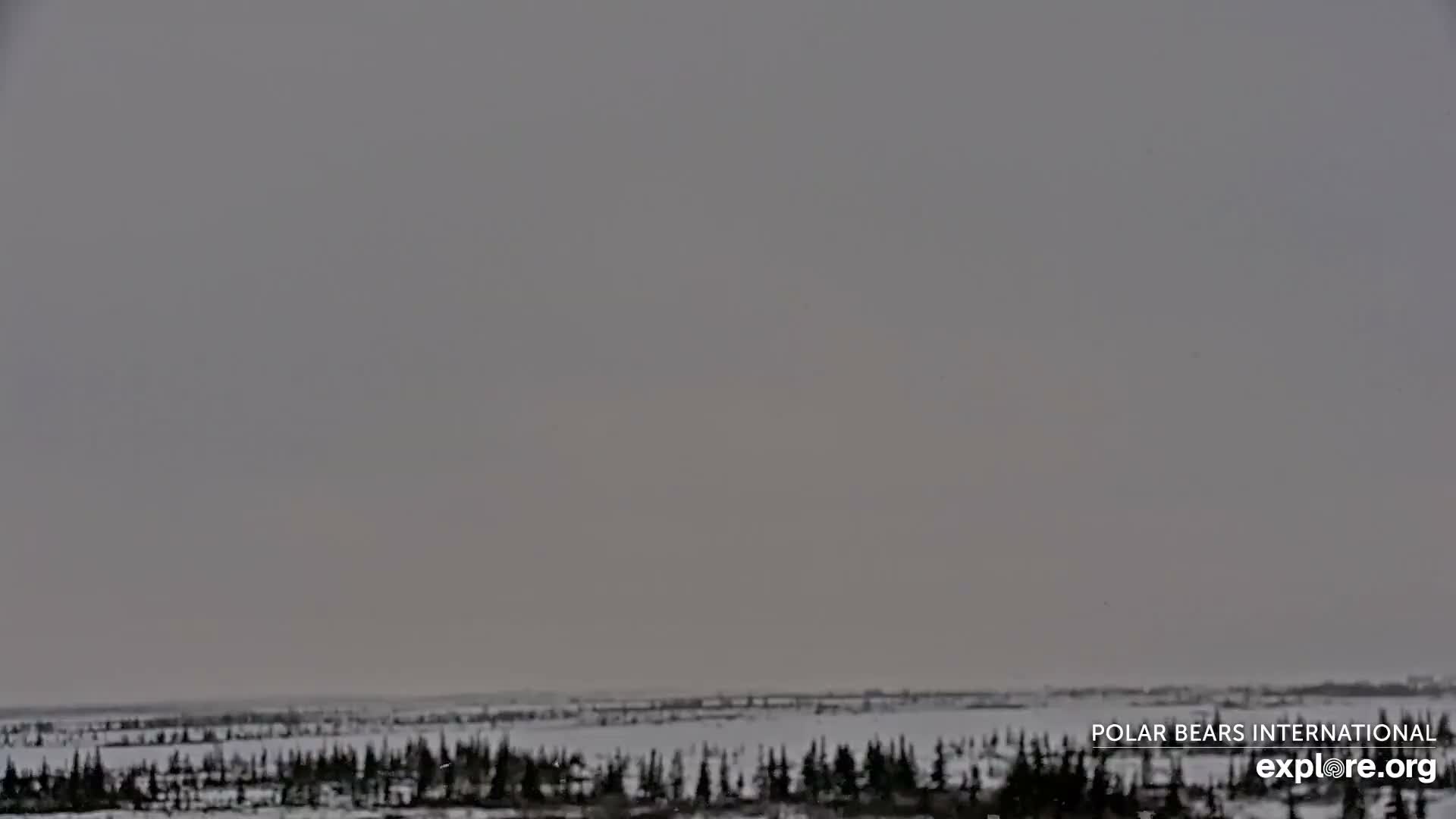 A wide, snow-covered tundra landscape dotted with sparse evergreen trees stretches under a bleak, overcast sky.