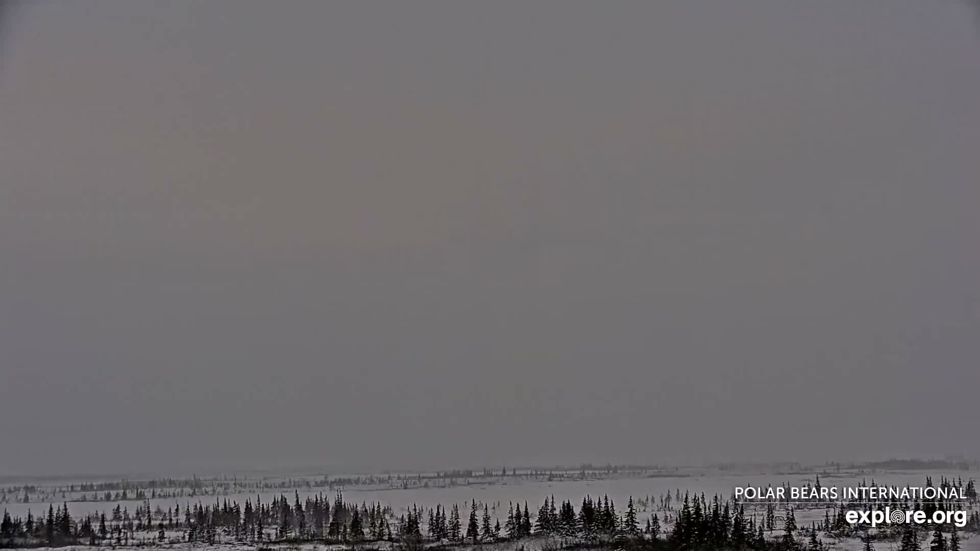 Churchill Marine Observatory, Northern Lights / Aurora Borealis / Stars View Live Cam - Churchill, Division No. 23, Northern Manitoba, Manitoba, Canada 