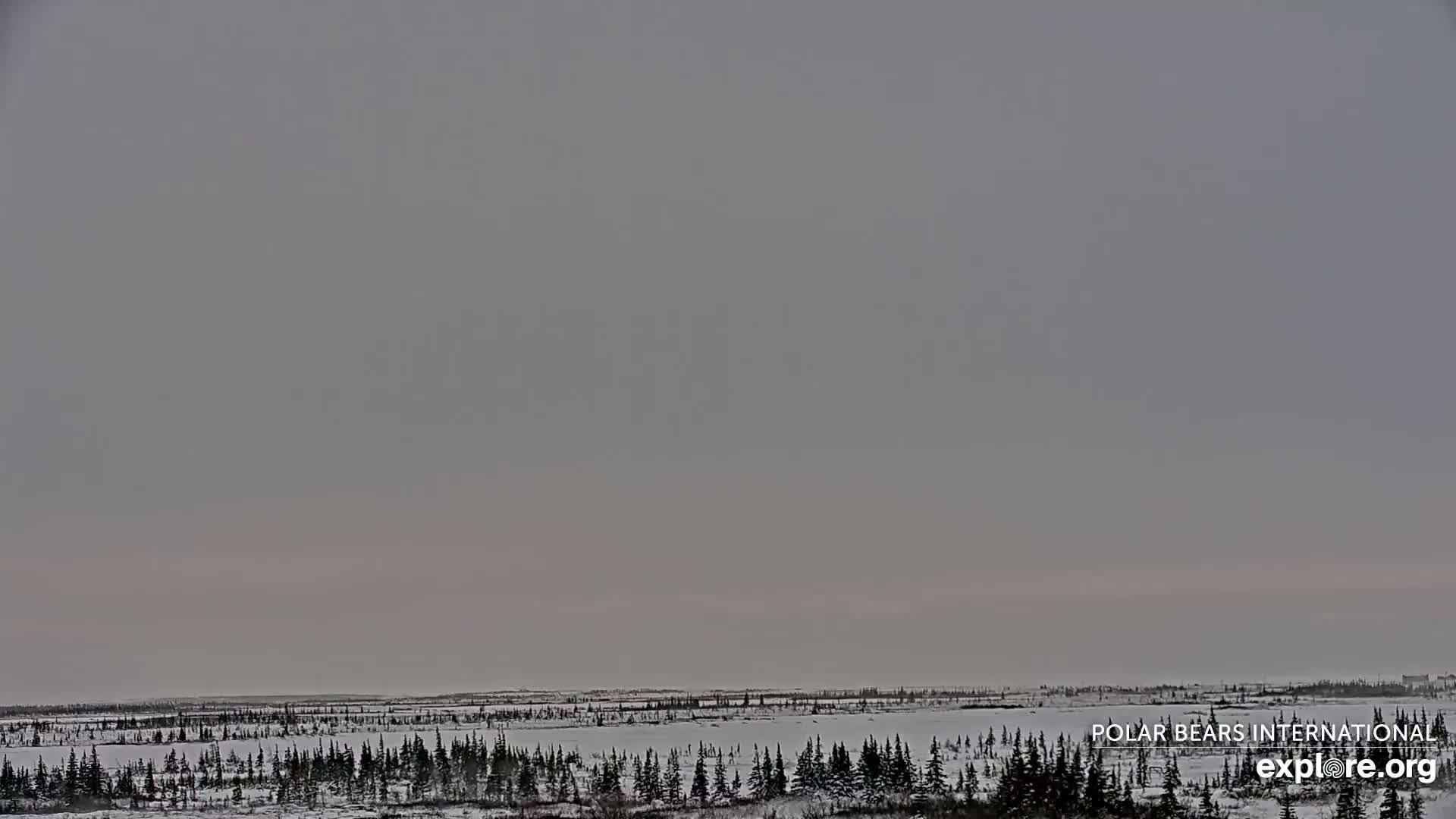 Churchill Marine Observatory, Northern Lights / Aurora Borealis / Stars View Live Cam - Churchill, Division No. 23, Northern Manitoba, Manitoba, Canada 