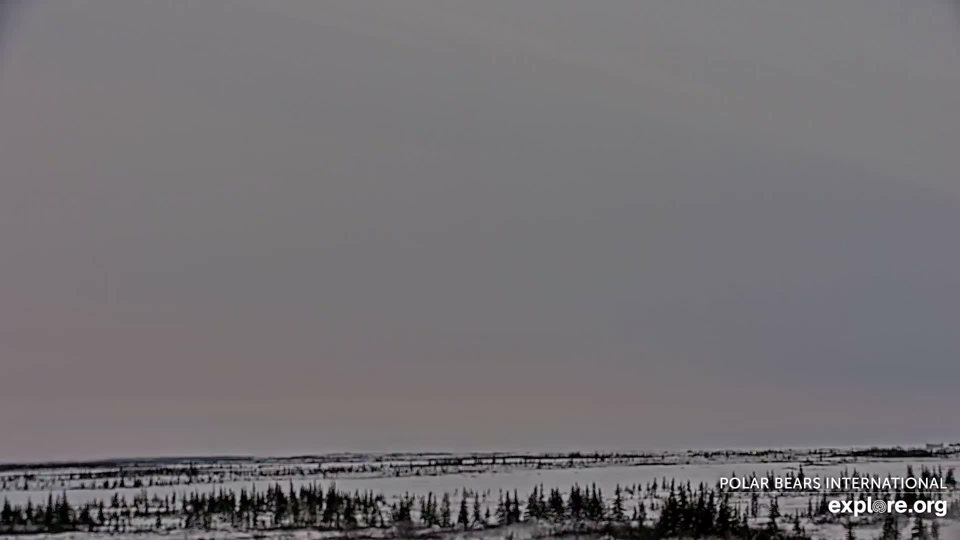 Churchill Marine Observatory, Northern Lights / Aurora Borealis / Stars View Live Cam - Churchill, Division No. 23, Northern Manitoba, Manitoba, Canada 