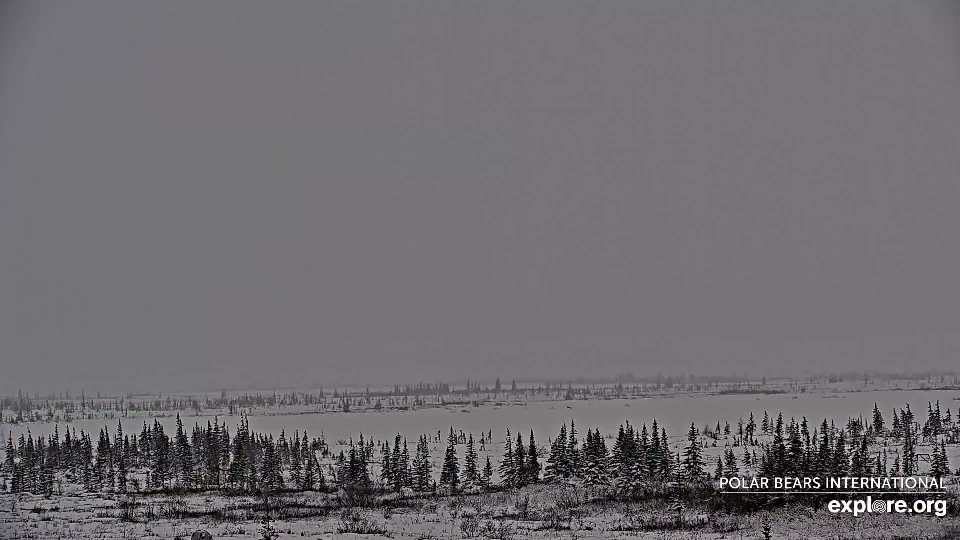 Churchill Marine Observatory, Northern Lights / Aurora Borealis / Stars View Live Cam - Churchill, Division No. 23, Northern Manitoba, Manitoba, Canada 