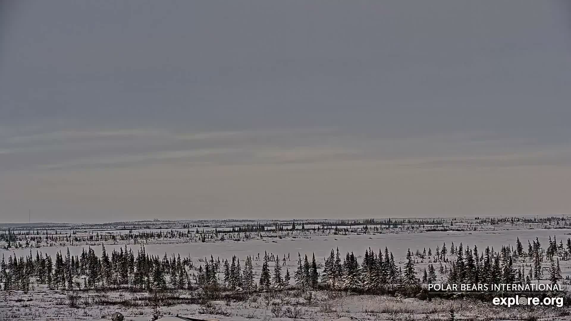 Churchill Marine Observatory, Northern Lights / Aurora Borealis / Stars View Live Cam - Churchill, Division No. 23, Northern Manitoba, Manitoba, Canada 