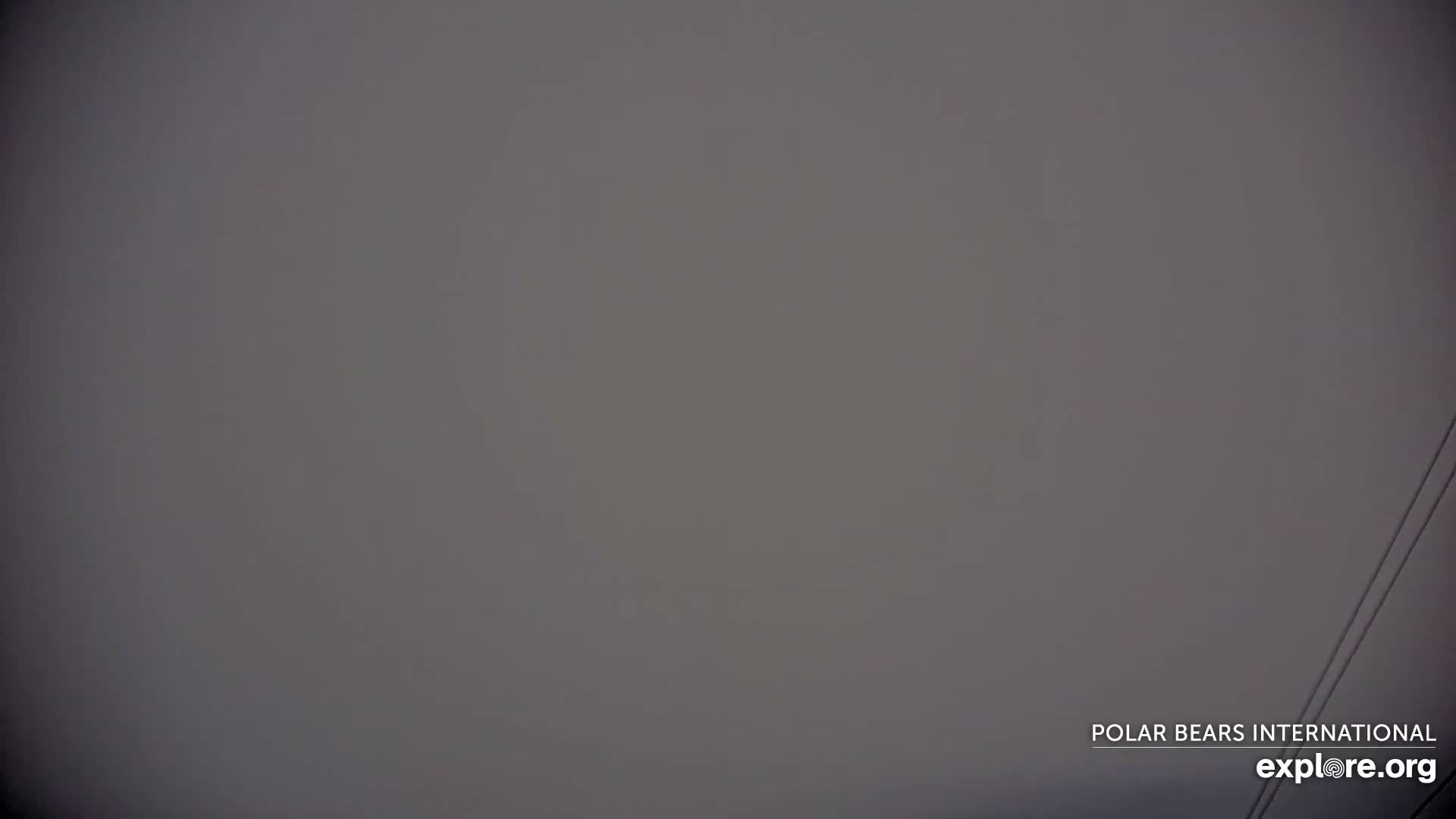 A dark, heavily overcast sky casts a dim light over a snow-covered landscape featuring a distant line of evergreen trees and a single prominent light source.