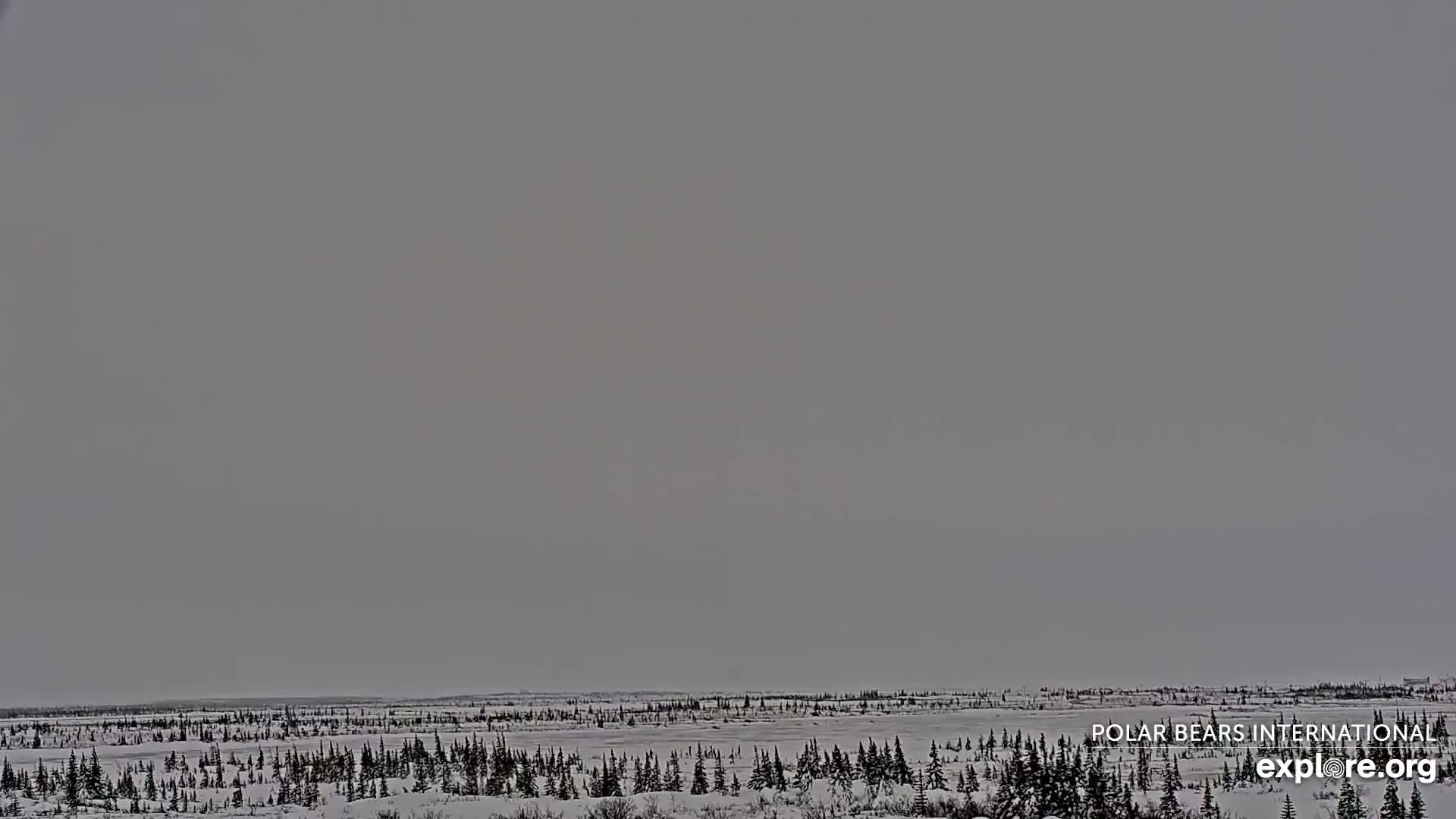 Churchill Marine Observatory, Northern Lights / Aurora Borealis / Stars View Live Cam - Churchill, Division No. 23, Northern Manitoba, Manitoba, Canada 