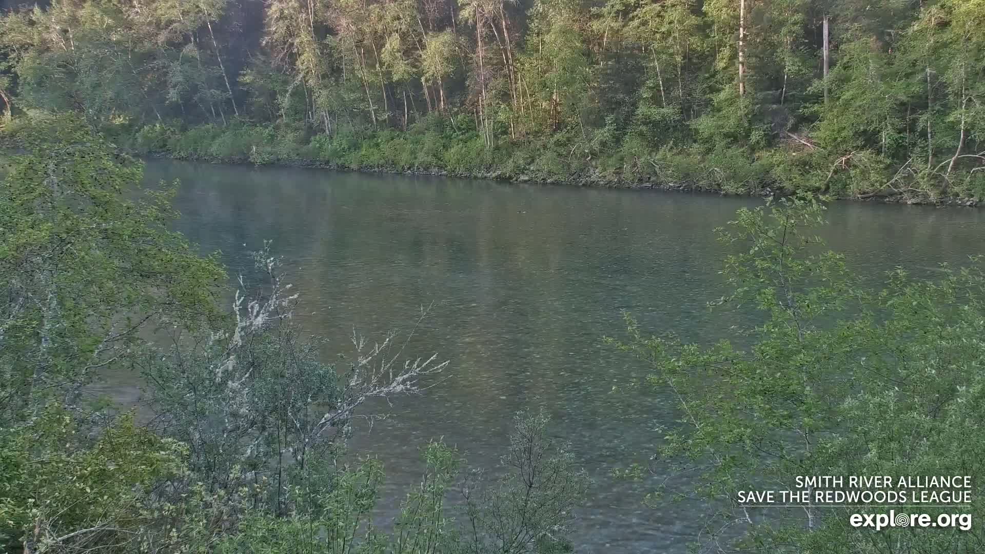 A calm river flows through a lush green forest.