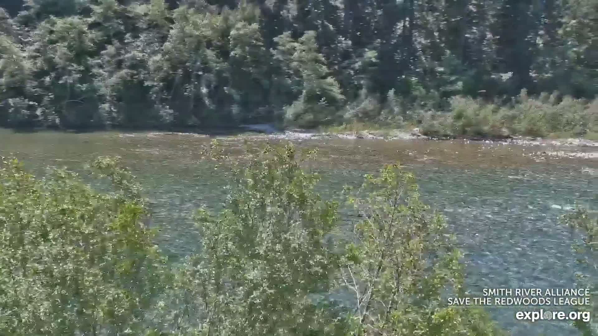A wide, shallow river flows through a wooded area on a sunny day.