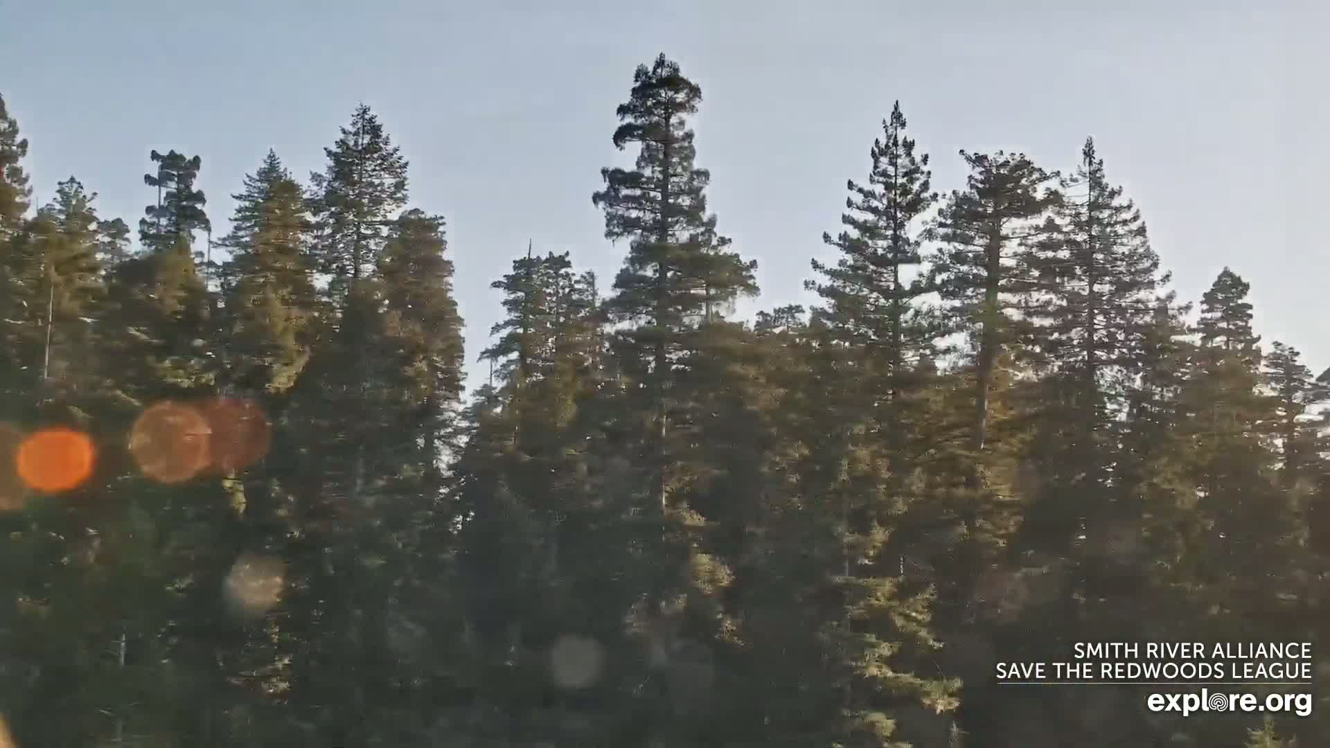 Tall evergreen trees fill the frame under a clear, bright sky.
