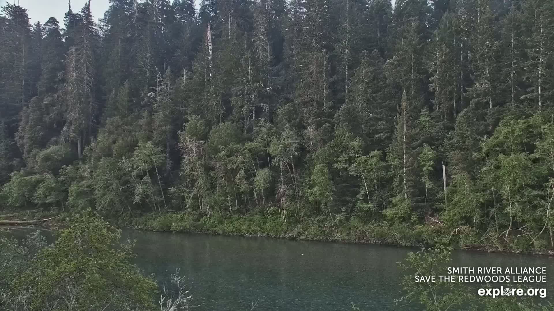 A dark, still river flows beneath a dense forest of evergreen trees on an overcast day.