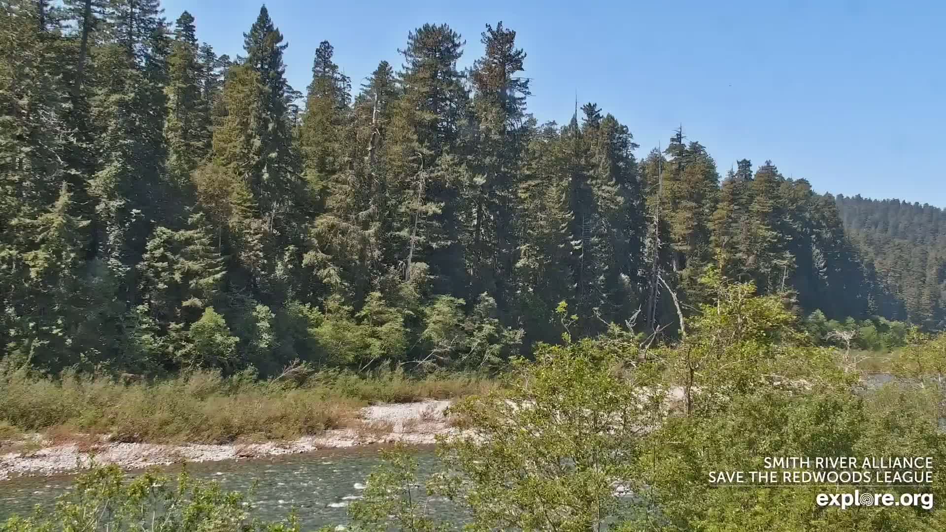 A calm river flows past a lush, green forest under a clear blue sky.