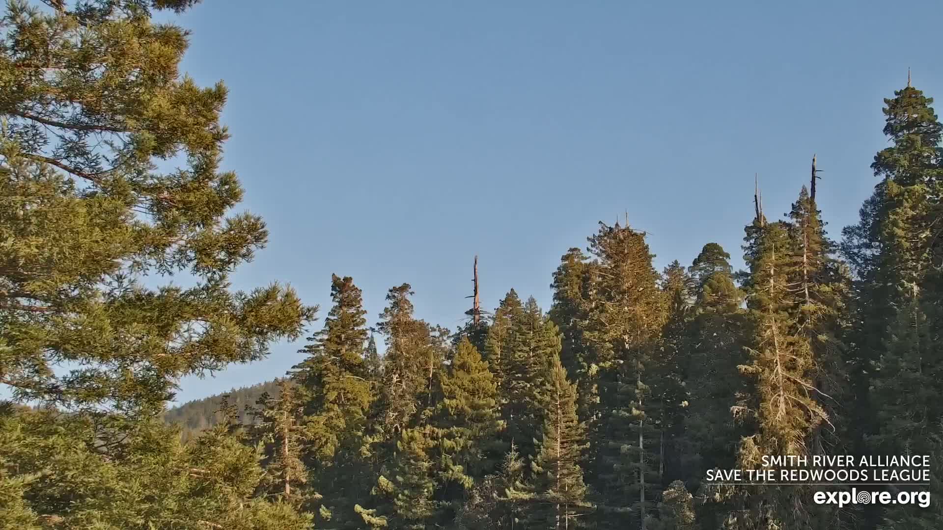 Tall evergreen trees fill the frame under a clear blue sky.